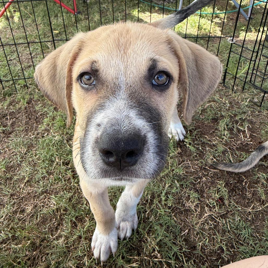 Enlarge Neptune, a Adoptable mixed breed in Aberdeen, NC image 3/6