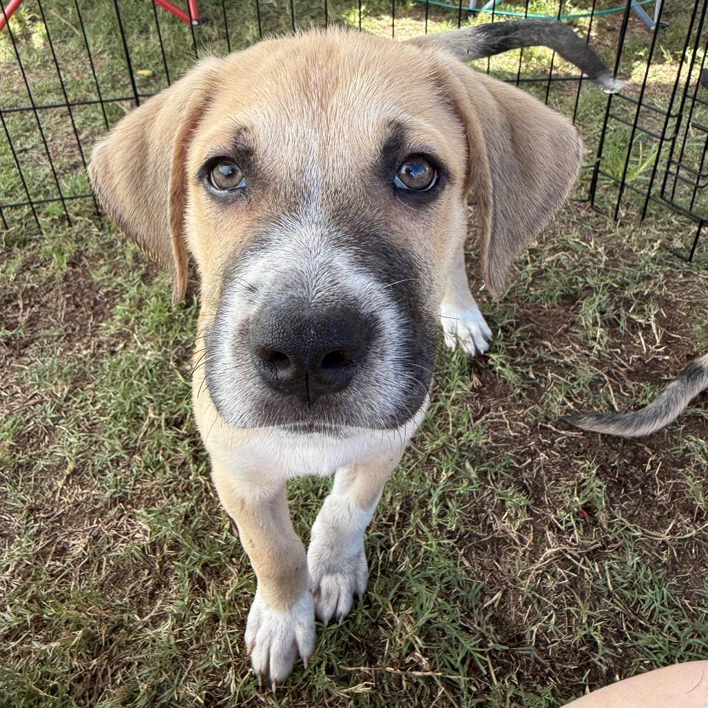 Enlarge Neptune, a Adoptable mixed breed in Aberdeen, NC image 4/6