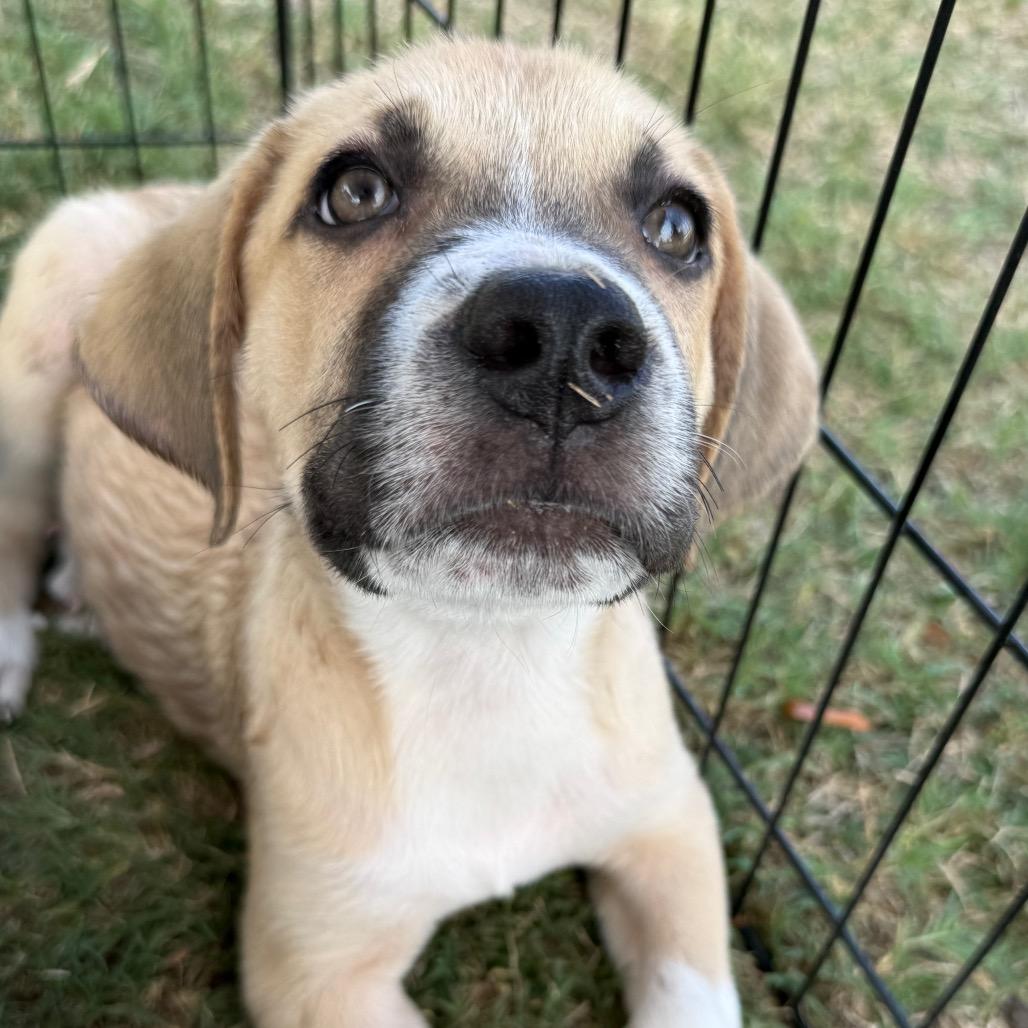 Enlarge Neptune, a Adoptable mixed breed in Aberdeen, NC image 5/6