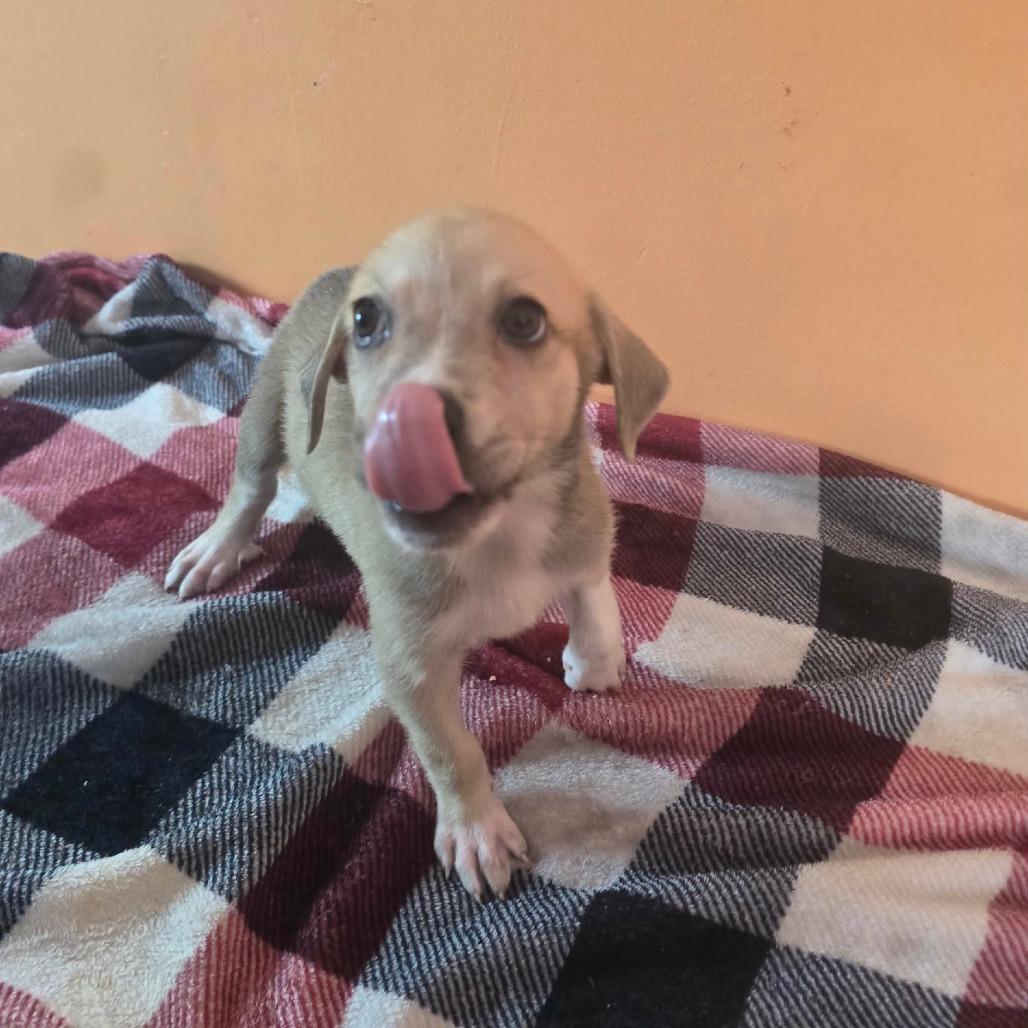 Enlarge Neptune, a Adoptable mixed breed in Aberdeen, NC image 6/6