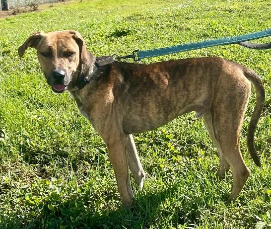 BoJangles: FULLY SPONSORED FEE!, Adopted, Adult Male Mountain Cur & Plott Hound.