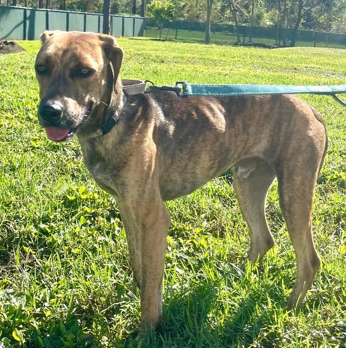 BoJangles: FULLY SPONSORED FEE!, a Adopted mixed breed in Fort Myers, FL image 2/5