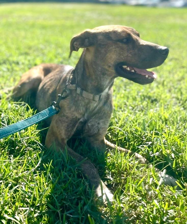 BoJangles: FULLY SPONSORED FEE!, a Adopted mixed breed in Fort Myers, FL image 3/5