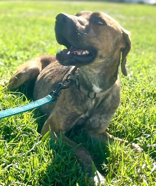 BoJangles: FULLY SPONSORED FEE!, a Adopted mixed breed in Fort Myers, FL image 4/5