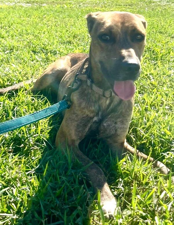 BoJangles: FULLY SPONSORED FEE!, a Adopted mixed breed in Fort Myers, FL image 5/5