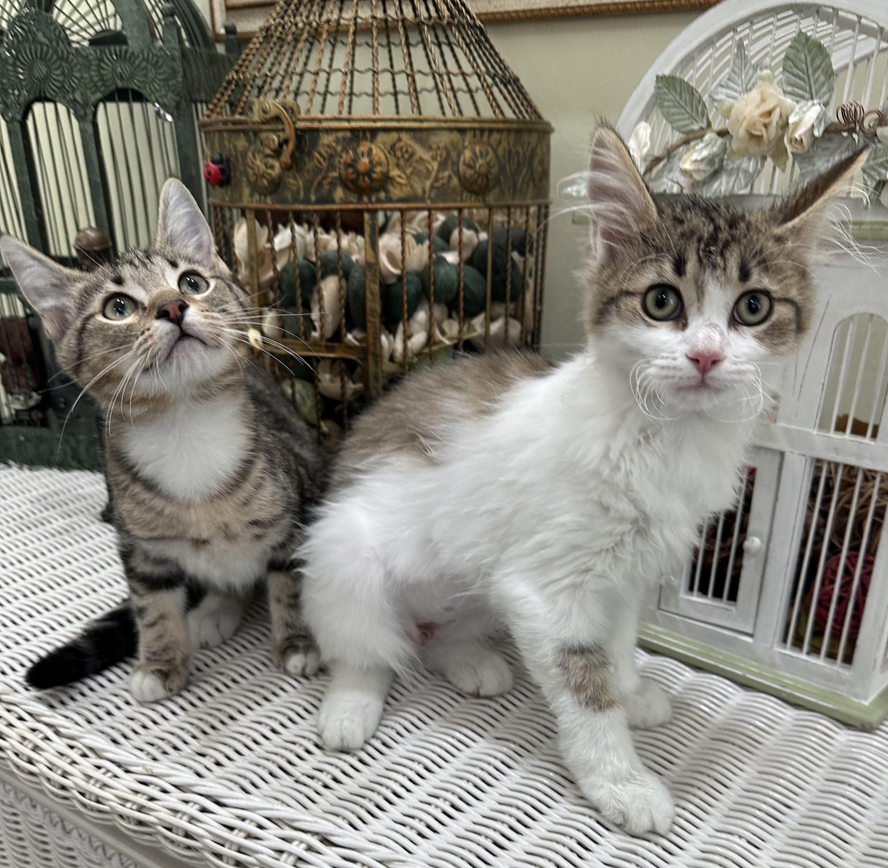 Enlarge Jenny & Janie, a ADOPTABLE mixed breed in Lawrenceville, GA image 3/3