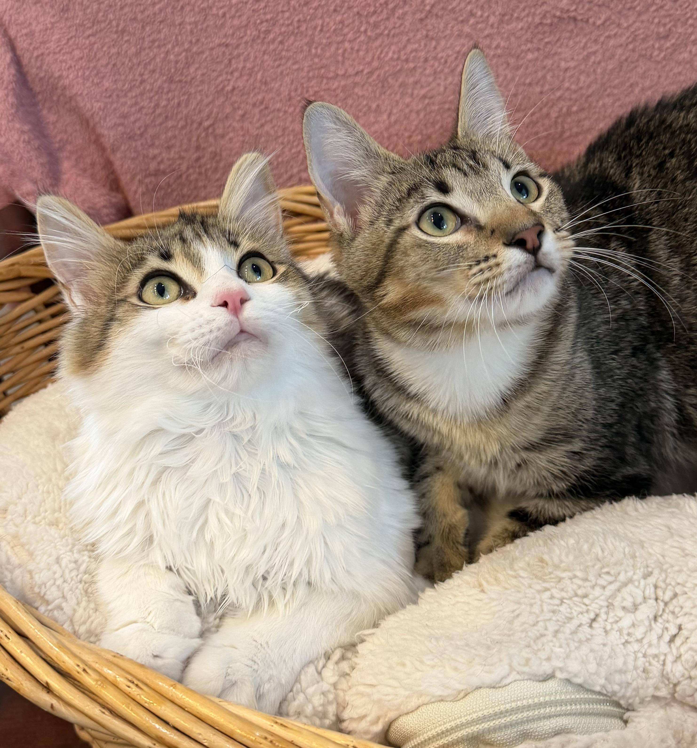 Jenny & Janie, Adoptable, Kitten Female Domestic Short Hair & Domestic Medium Hair.