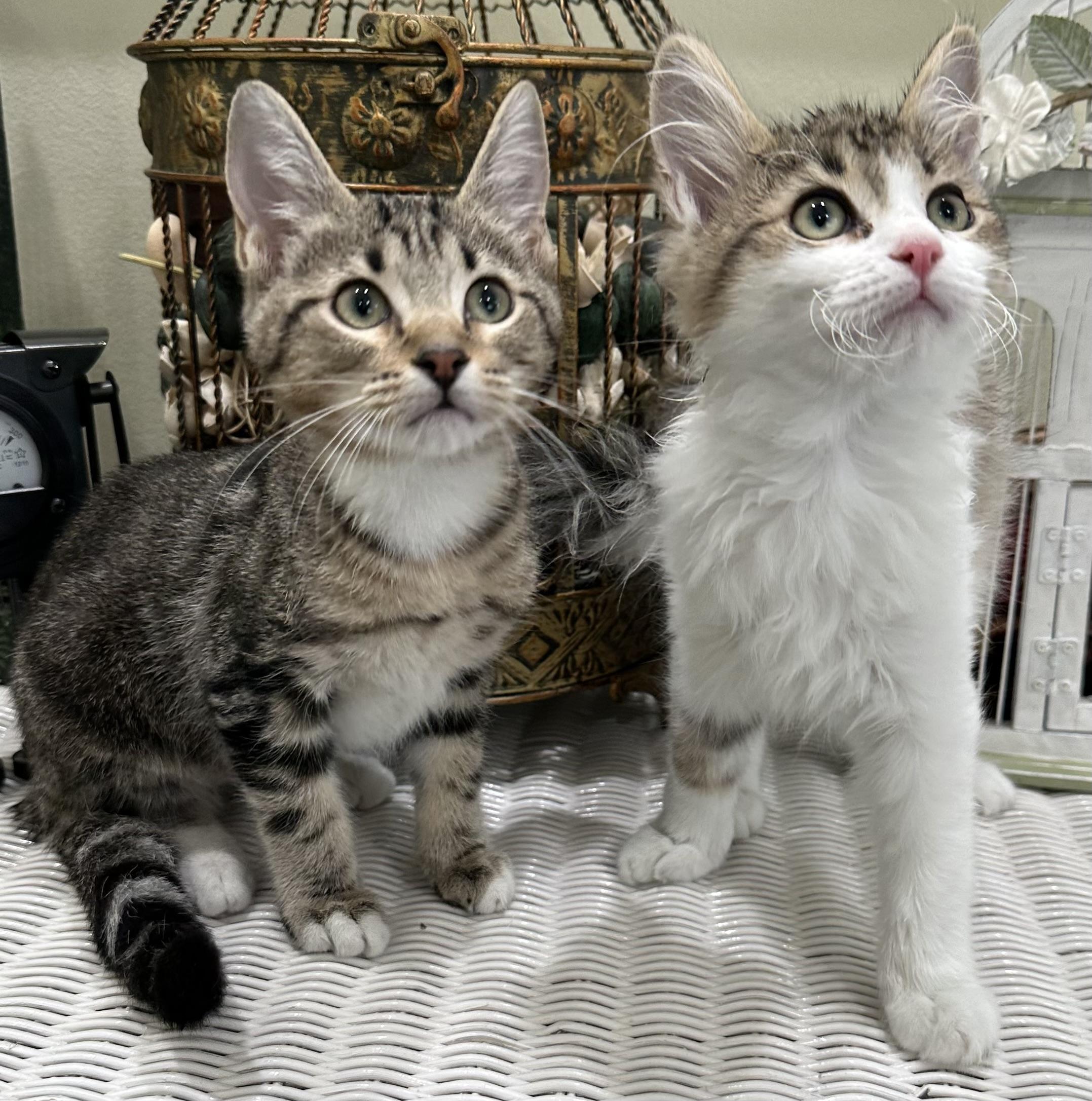 Jenny & Janie, ADOPTABLE, Kitten Female Domestic Short Hair & Domestic Medium Hair.