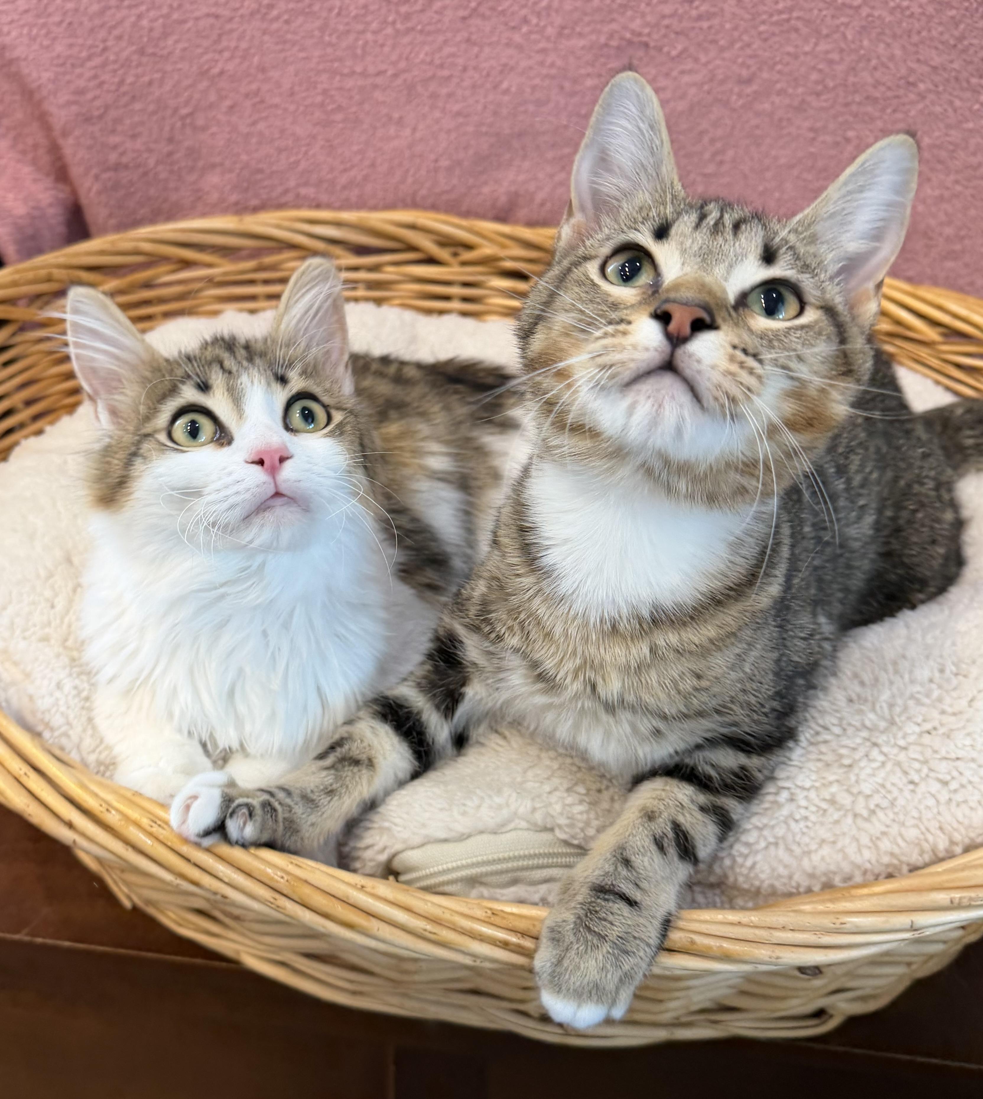 Enlarge Jenny & Janie, a Adoptable mixed breed in Lawrenceville, GA image 2/6