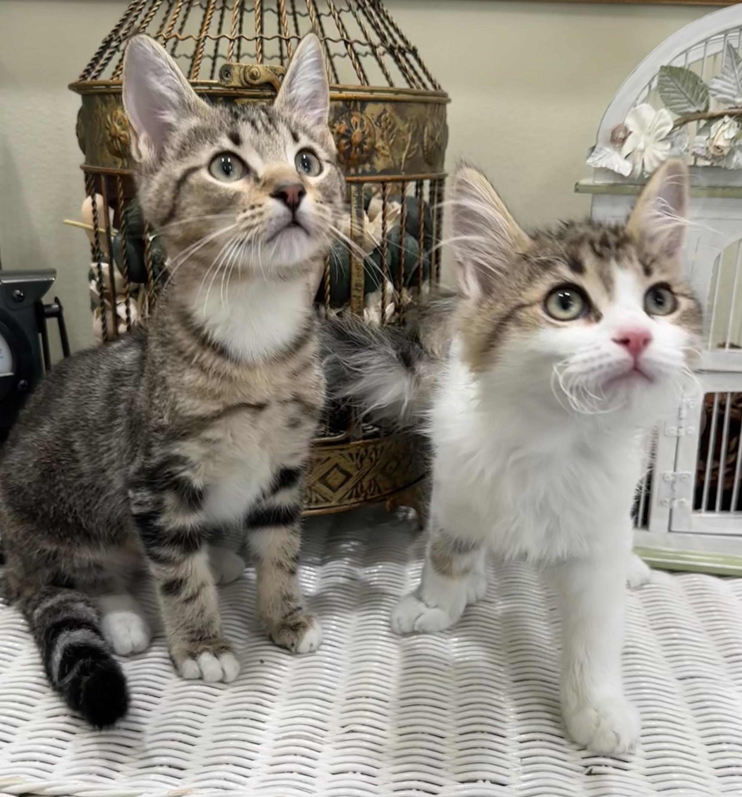Enlarge Jenny & Janie, a ADOPTABLE mixed breed in Lawrenceville, GA image 2/3