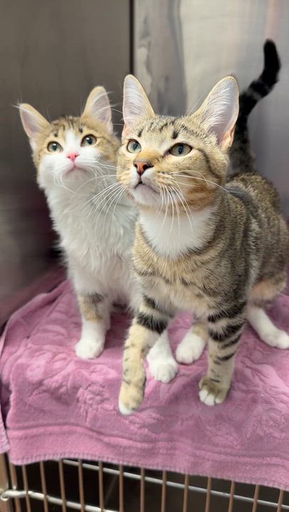 Enlarge Jenny & Janie, a Adoptable mixed breed in Lawrenceville, GA video 4/6