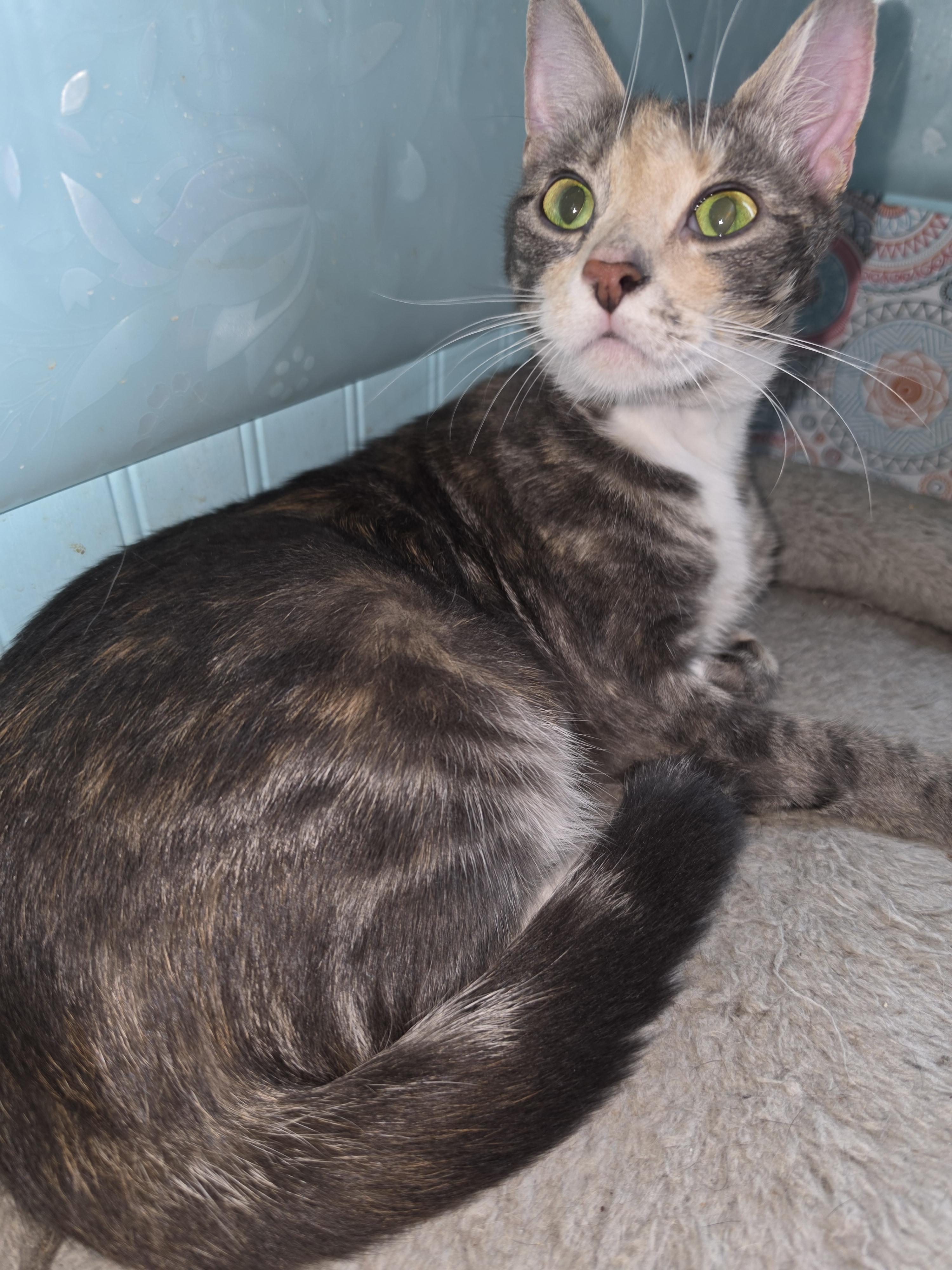Enlarge Claire, a ADOPTABLE Tortoiseshell in Mansfield, PA image 2/2