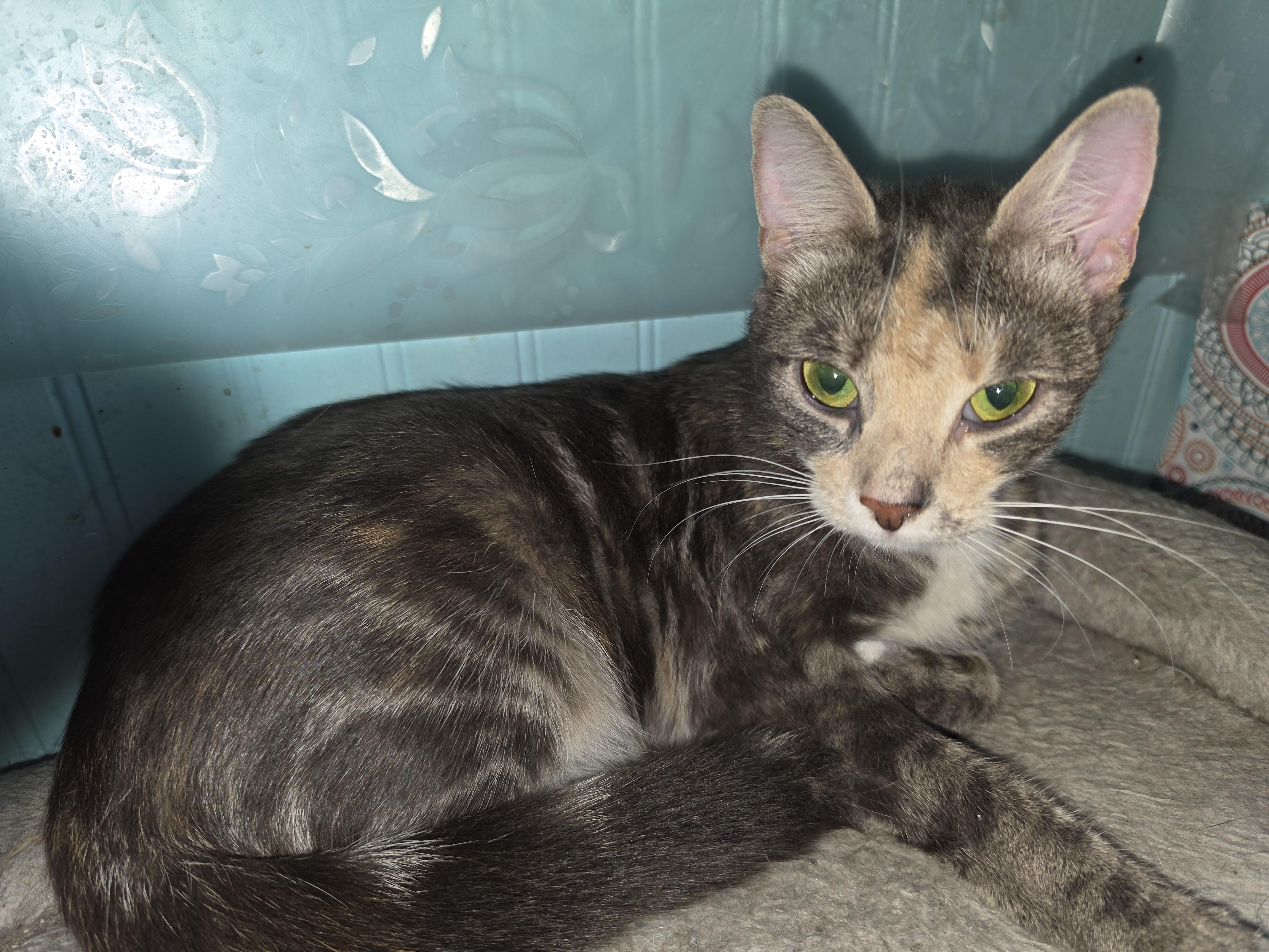 Claire, ADOPTABLE, Young Female Tortoiseshell.