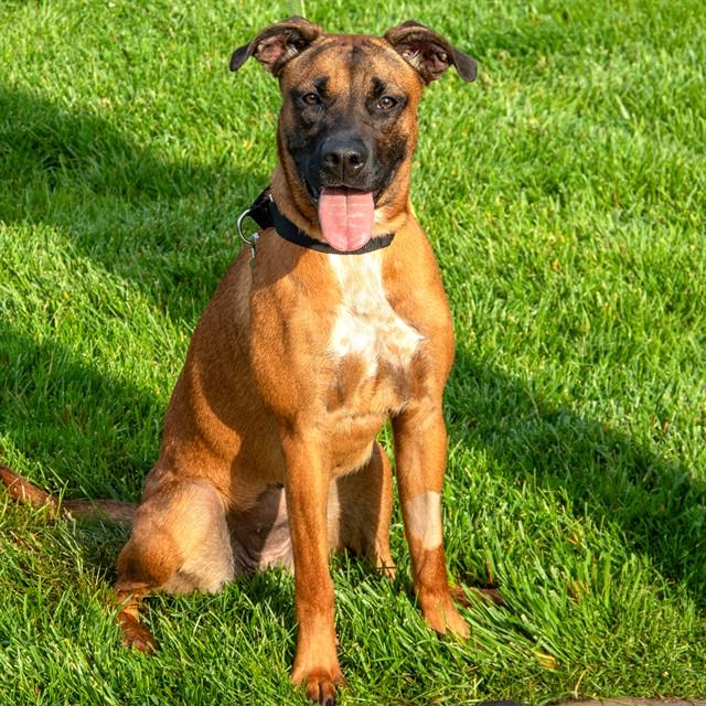STELLA, Adoptable, Young Female Belgian Shepherd / Malinois & Mixed Breed.