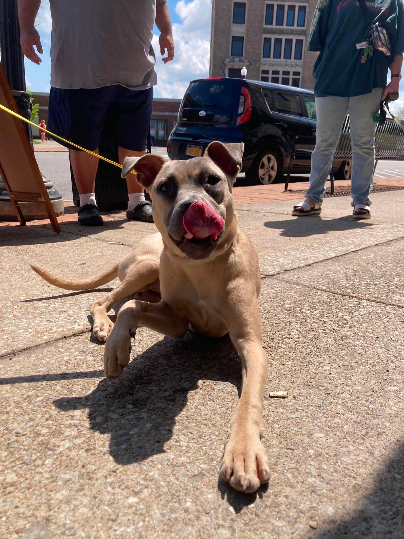 Roxy, Adoptable, Young Female Rhodesian Ridgeback & Pharaoh Hound.