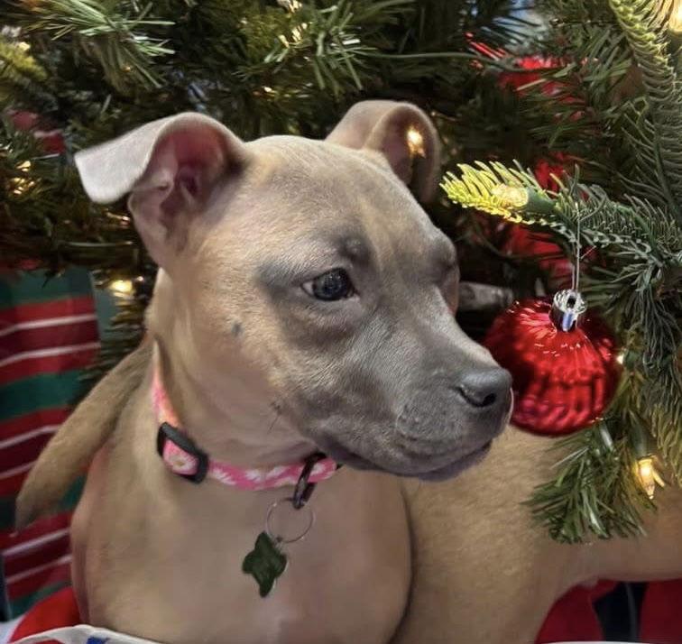 Enlarge Roxy, a Adoptable Rhodesian Ridgeback in Tonawanda, NY image 1/3