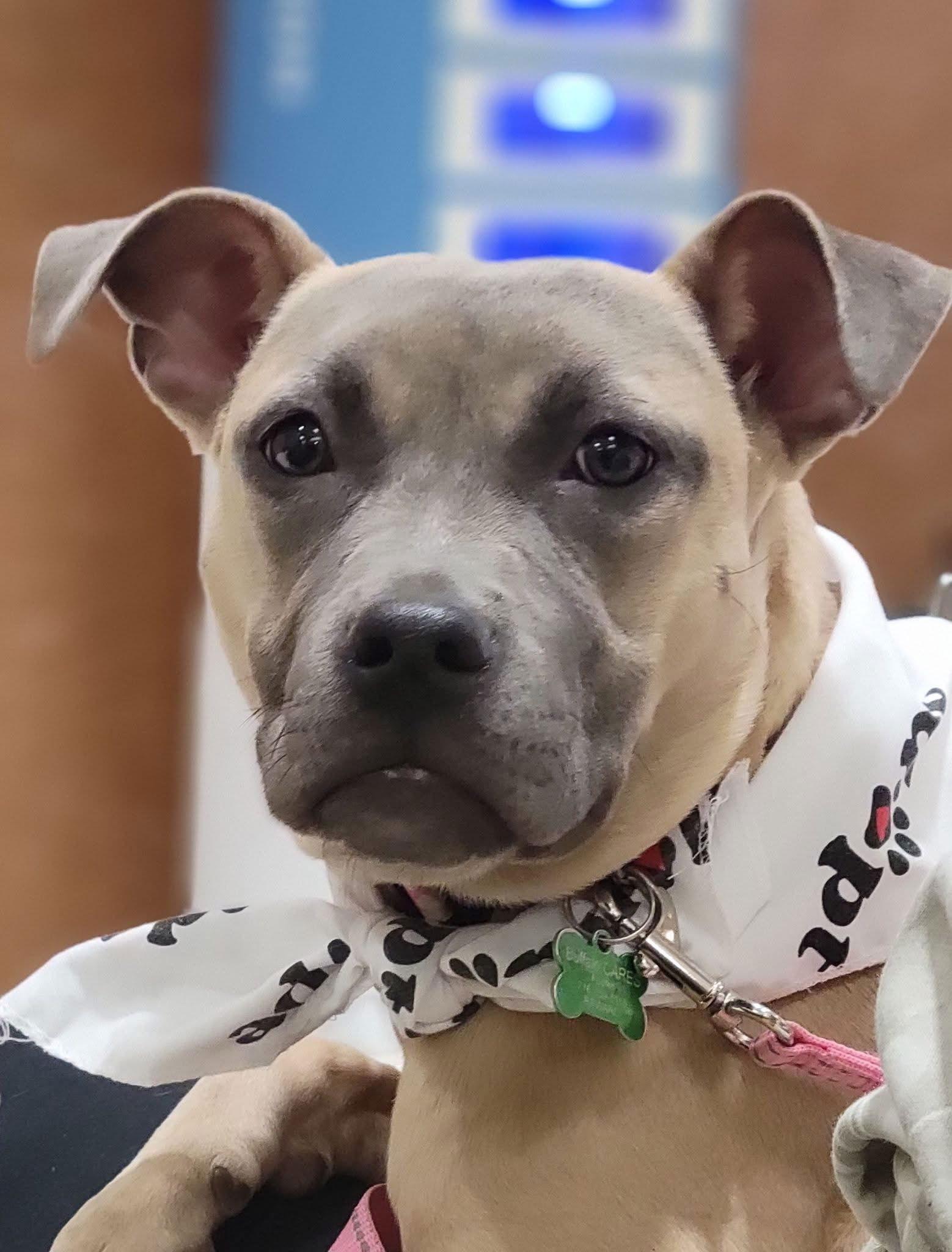 Enlarge Roxy, a Adoptable mixed breed in Tonawanda, NY image 2/3