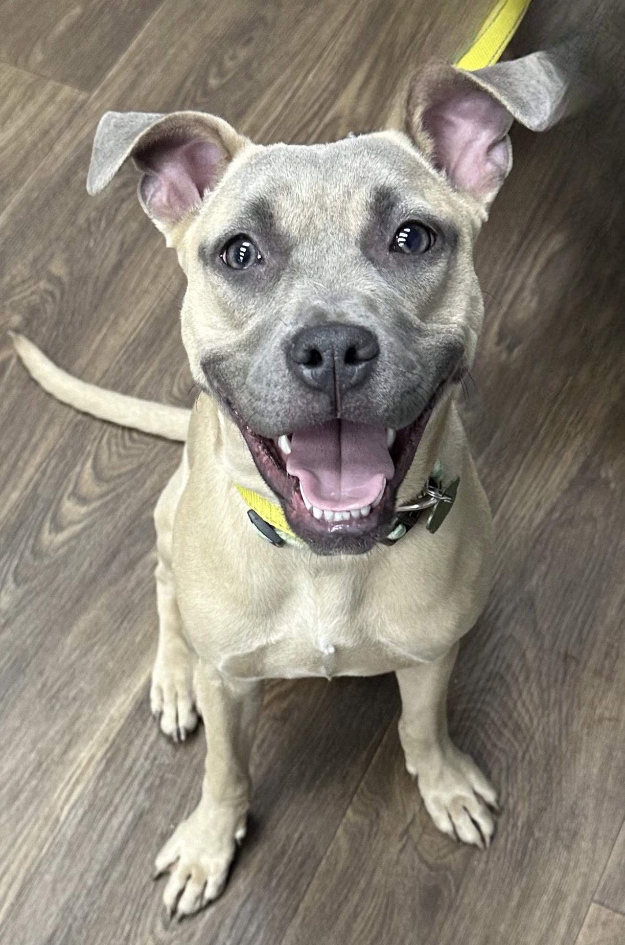Roxy, Adoptable, Young Female Rhodesian Ridgeback & Pharaoh Hound.