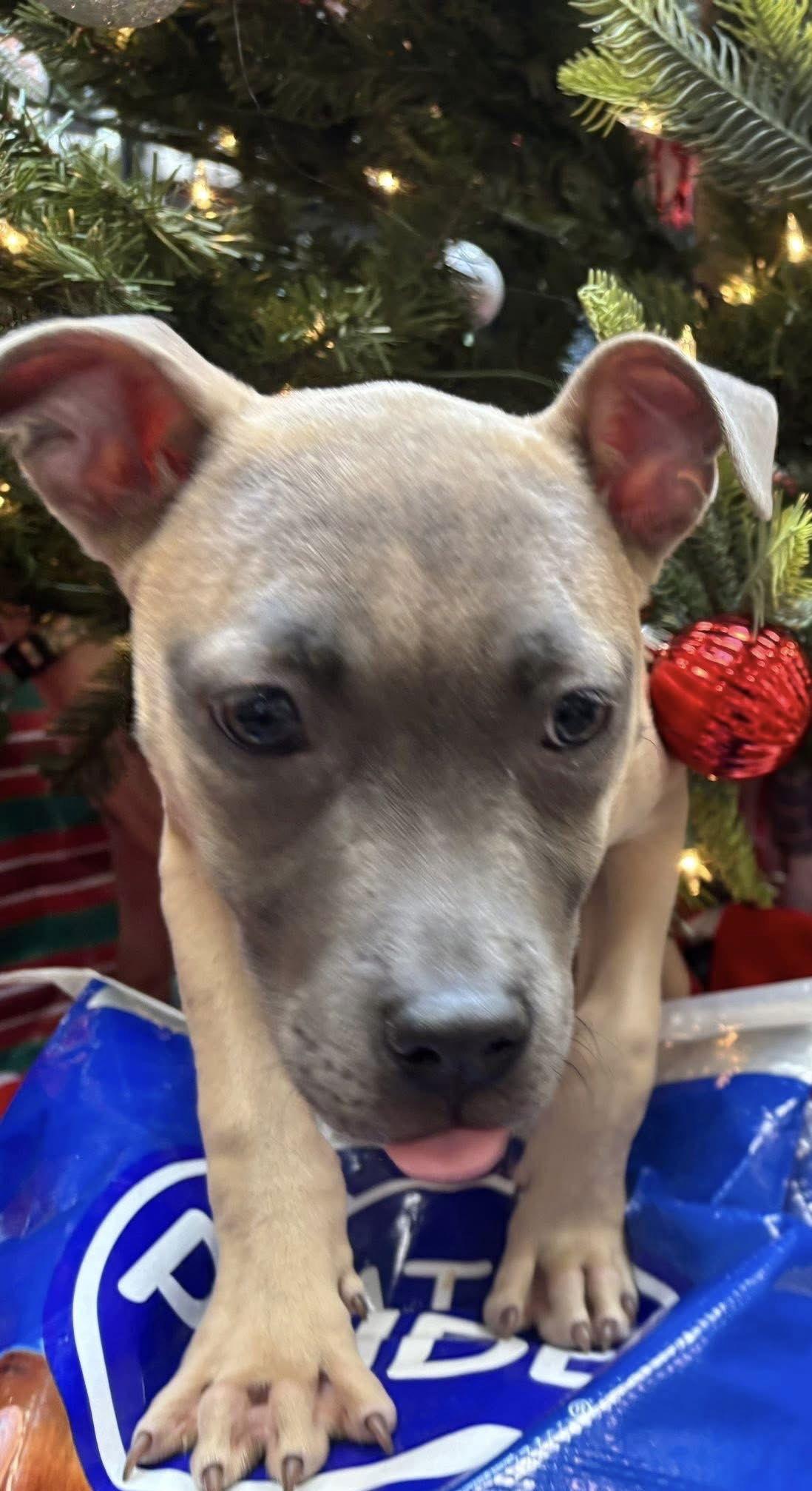 Enlarge Roxy, a Adoptable Rhodesian Ridgeback in Tonawanda, NY image 3/3