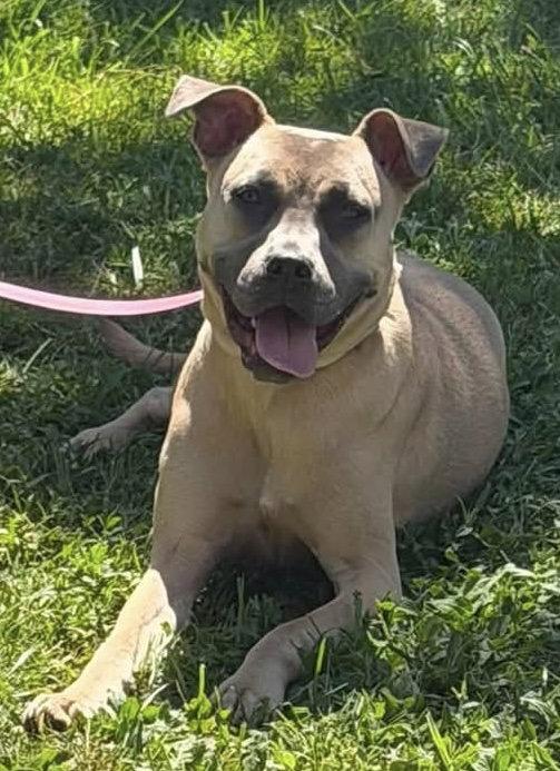 Enlarge Roxy, a Adoptable mixed breed in Tonawanda, NY image 2/3