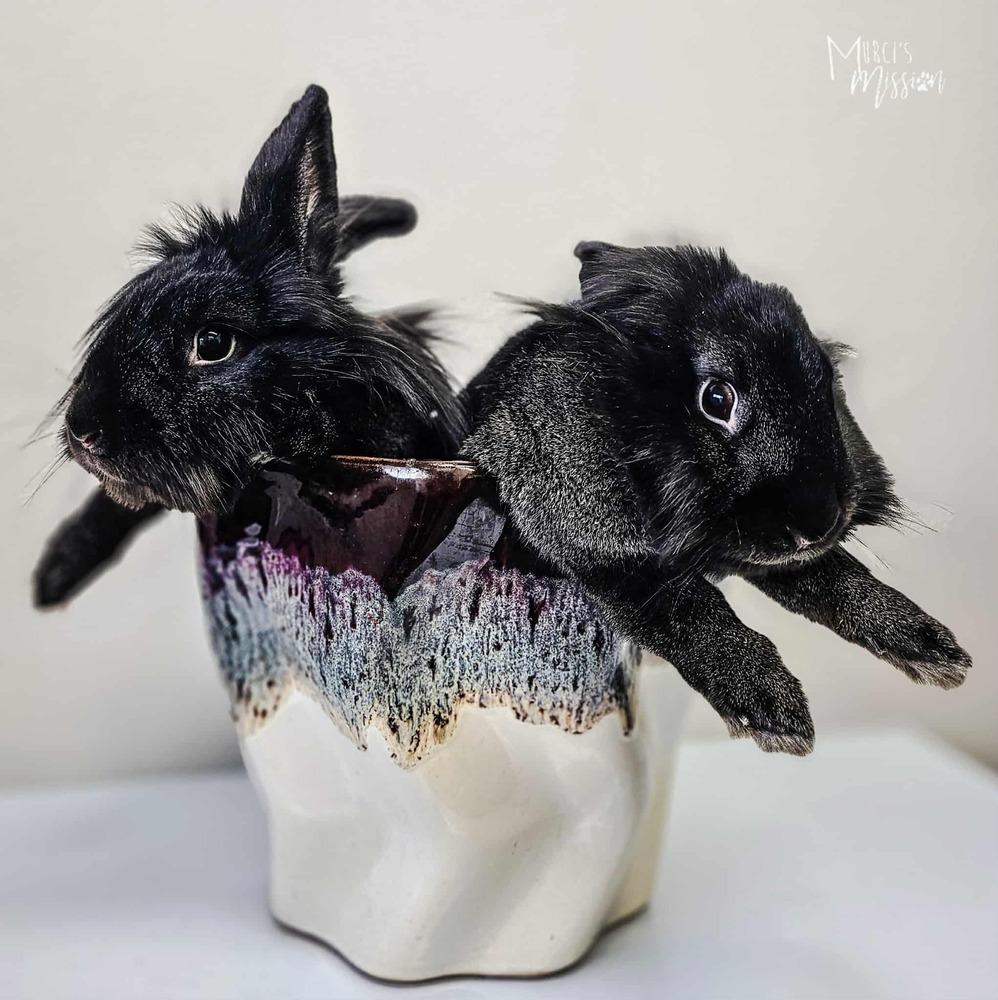 Sage, Adoptable, Adult Female Lionhead.