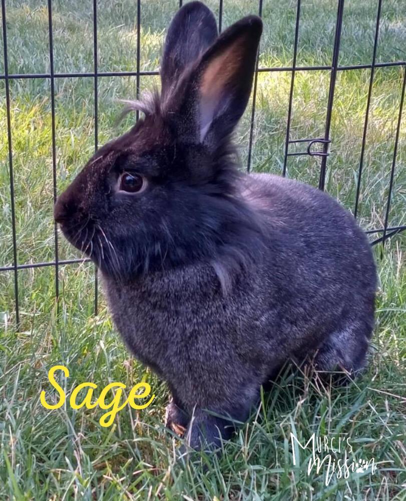 Enlarge Sage, a Adoptable mixed breed in Spokane , WA image 2/3