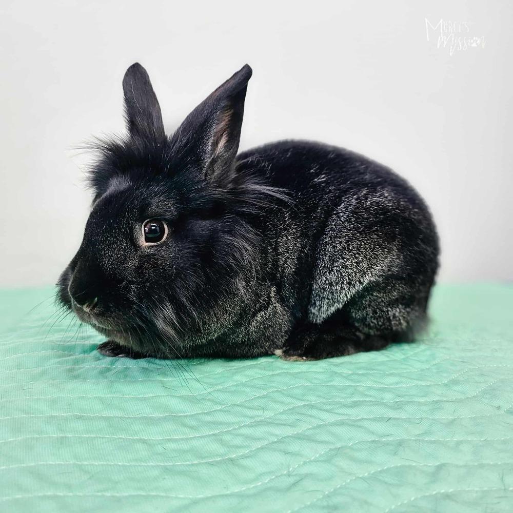 Enlarge Sage, a Adoptable mixed breed in Spokane , WA image 3/3