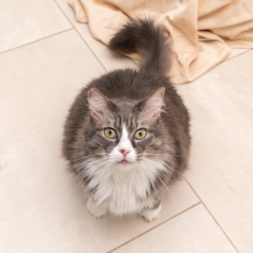 Little Debbie, Adoptable, Adult Female Domestic Medium Hair.
