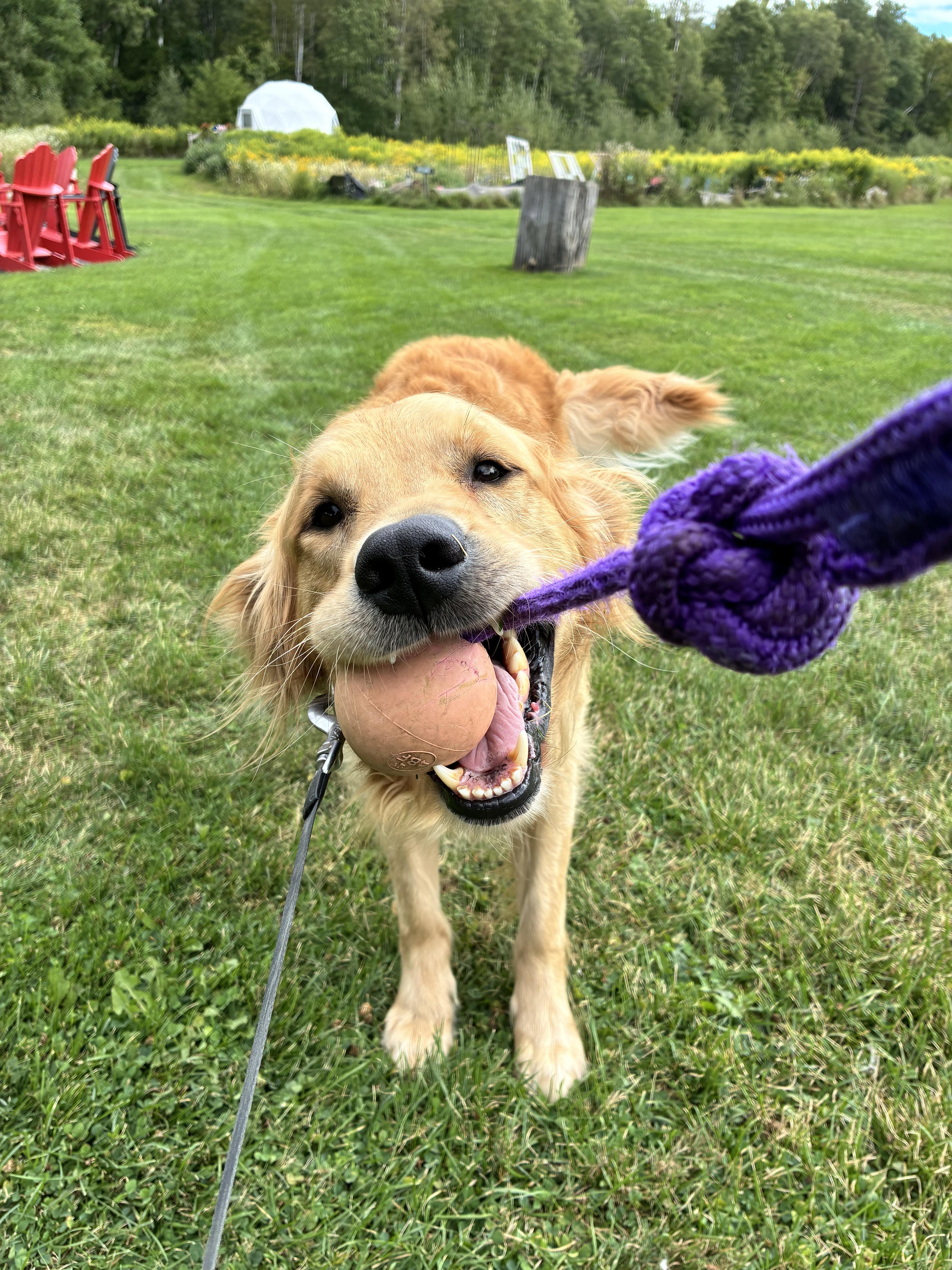 Timothy, a Adoptable Golden Retriever in London, ON image 1/6