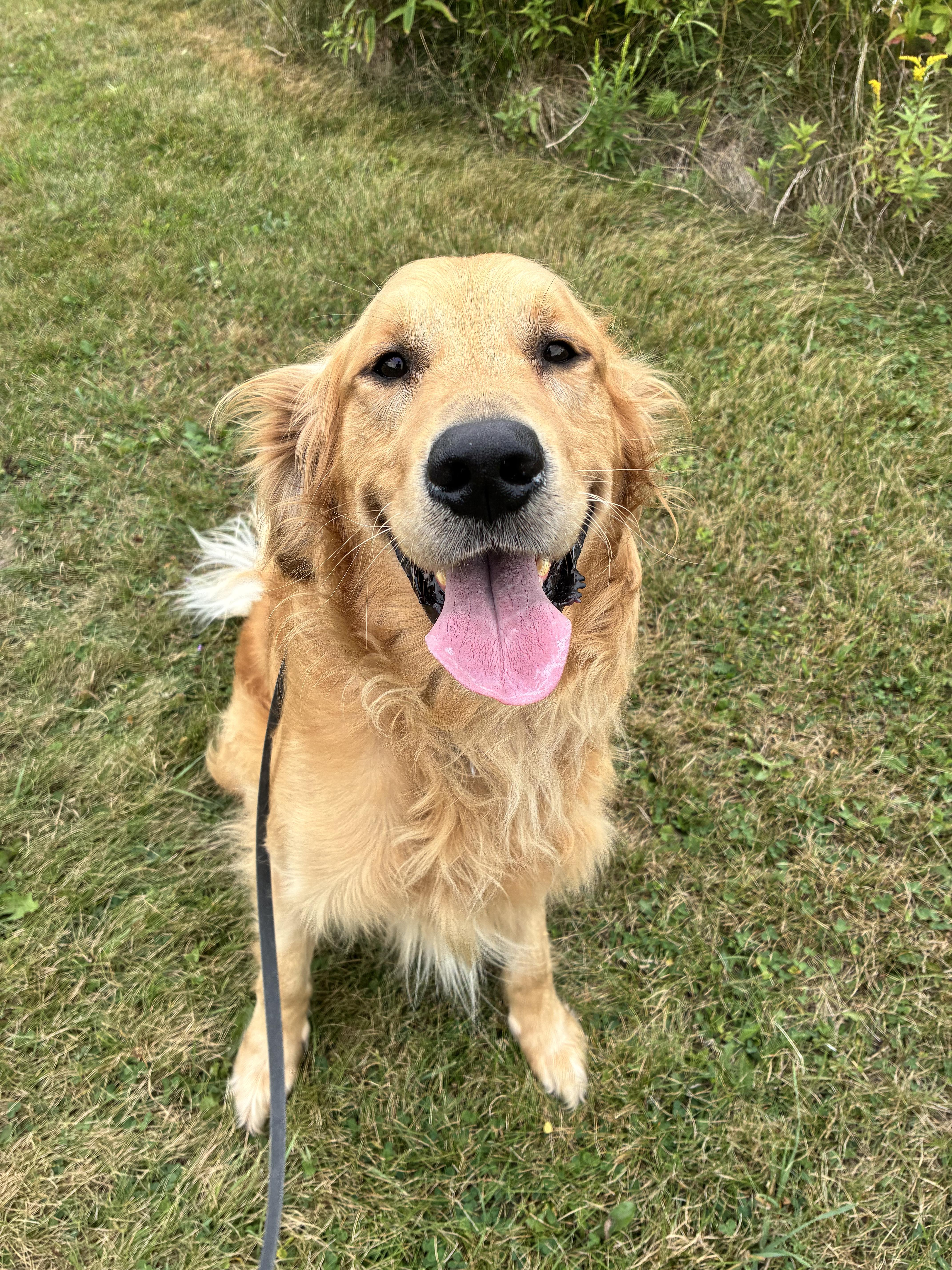 Timothy, a Adoptable Golden Retriever in London, ON image 2/6