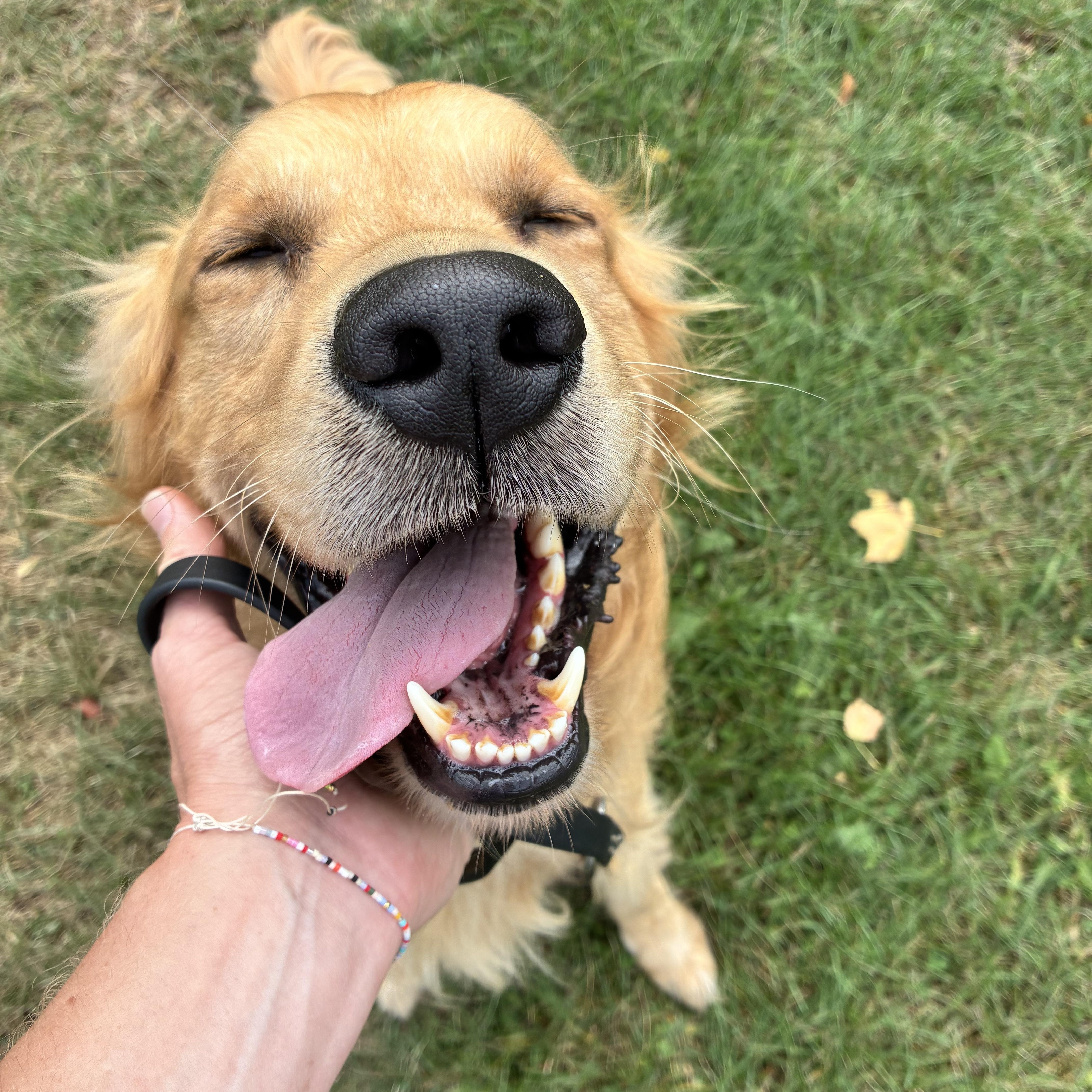 Timothy, a Adoptable Golden Retriever in London, ON image 3/6
