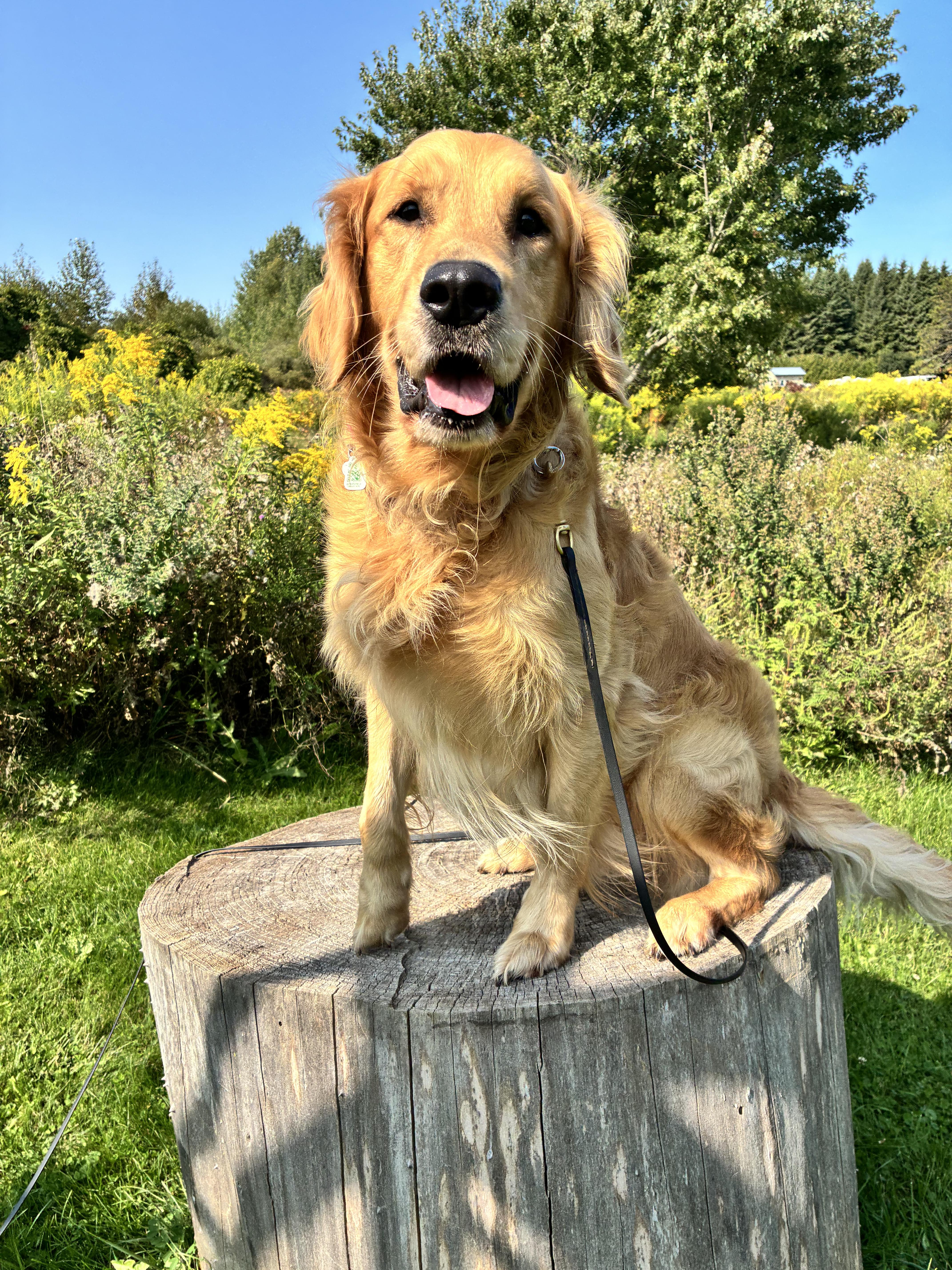 Timothy, a Adoptable Golden Retriever in London, ON image 4/6