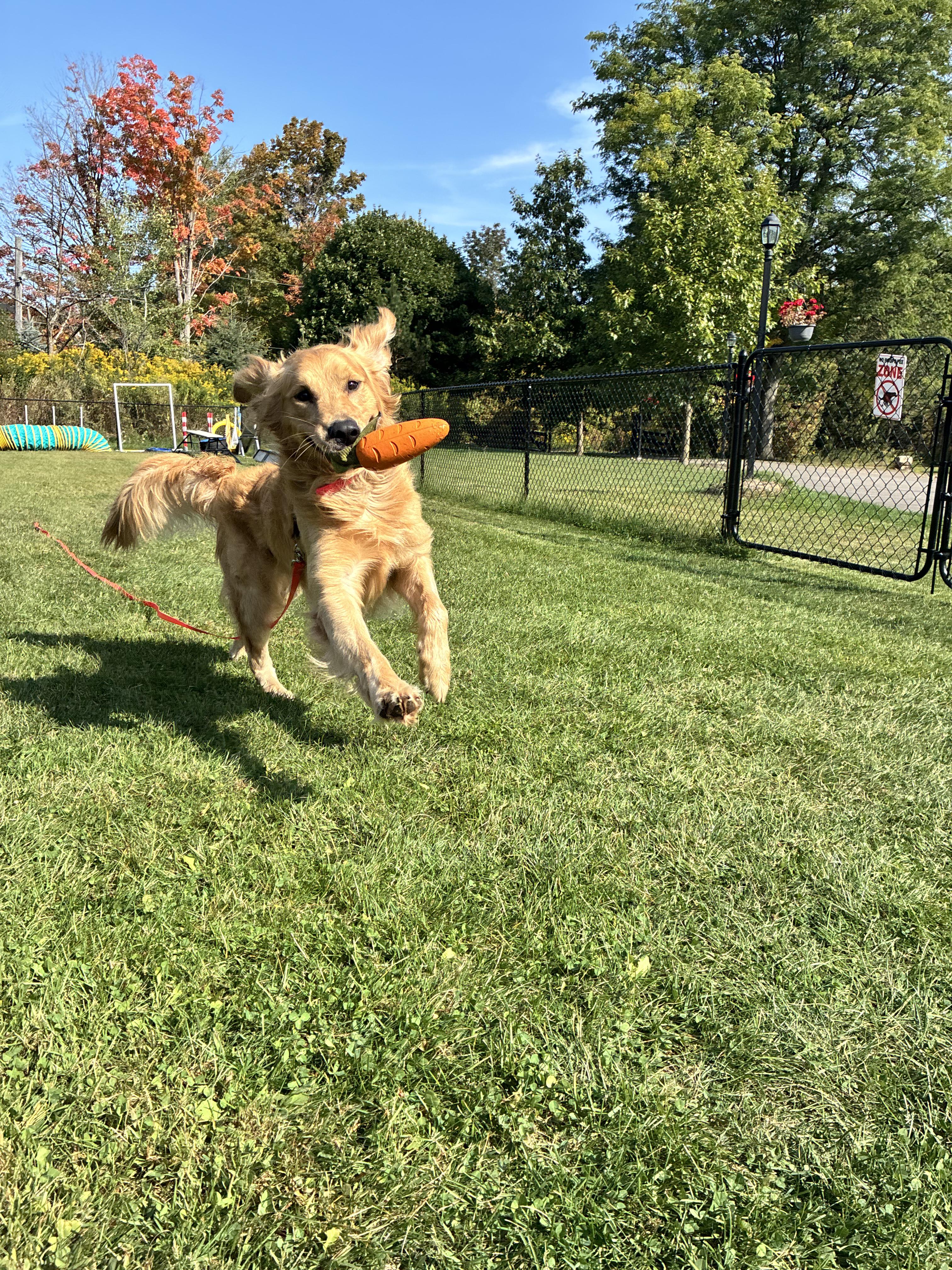 Timothy, a Adoptable Golden Retriever in London, ON image 5/6
