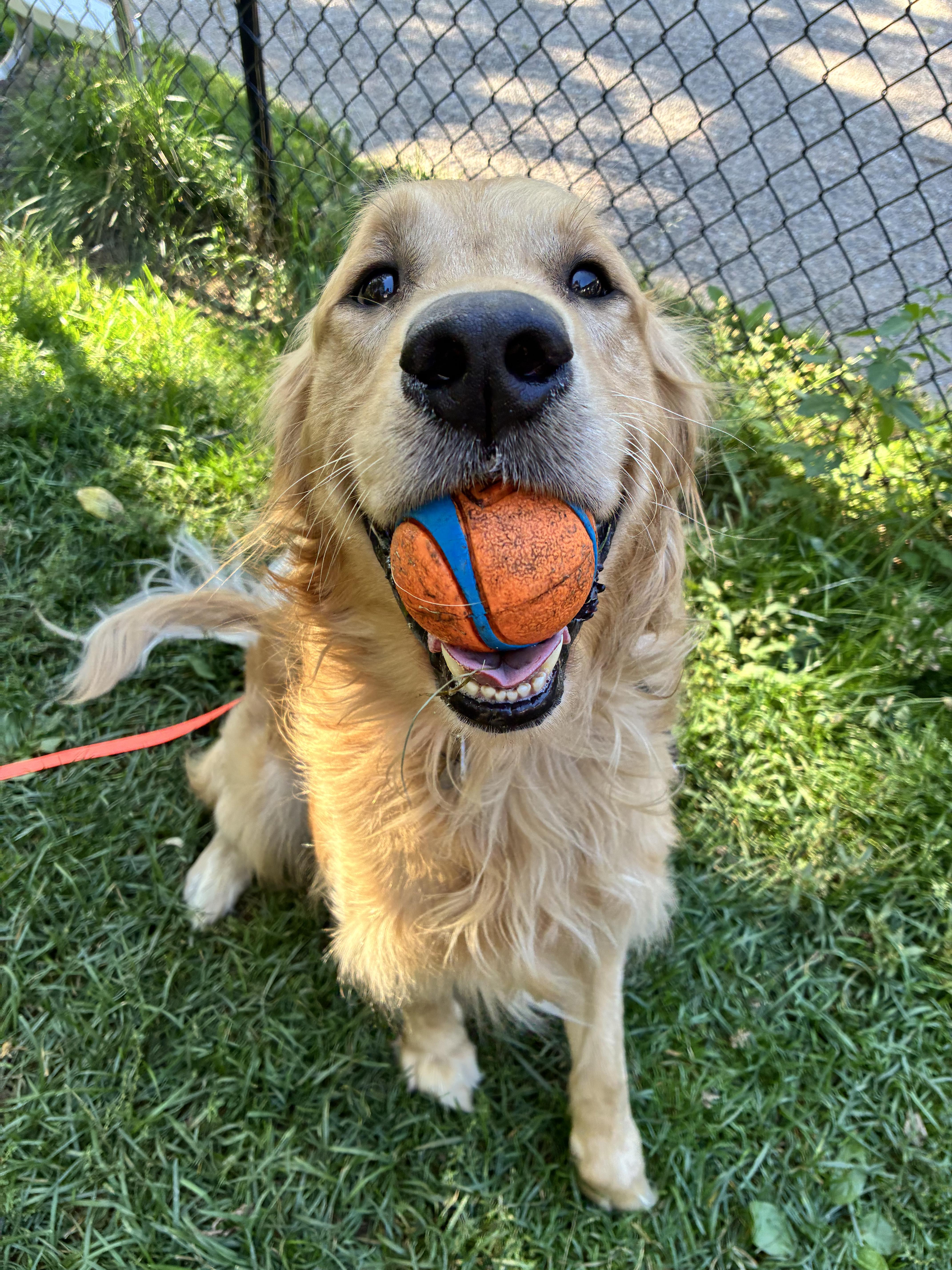 Timothy, a Adoptable Golden Retriever in London, ON image 6/6