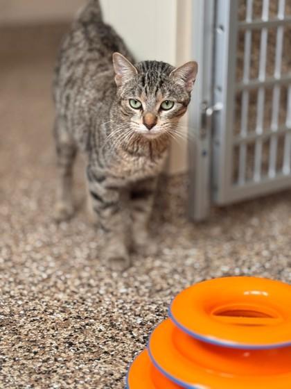 Nellie, a ADOPTABLE Domestic Short Hair in Hackensack, MN image 2/2