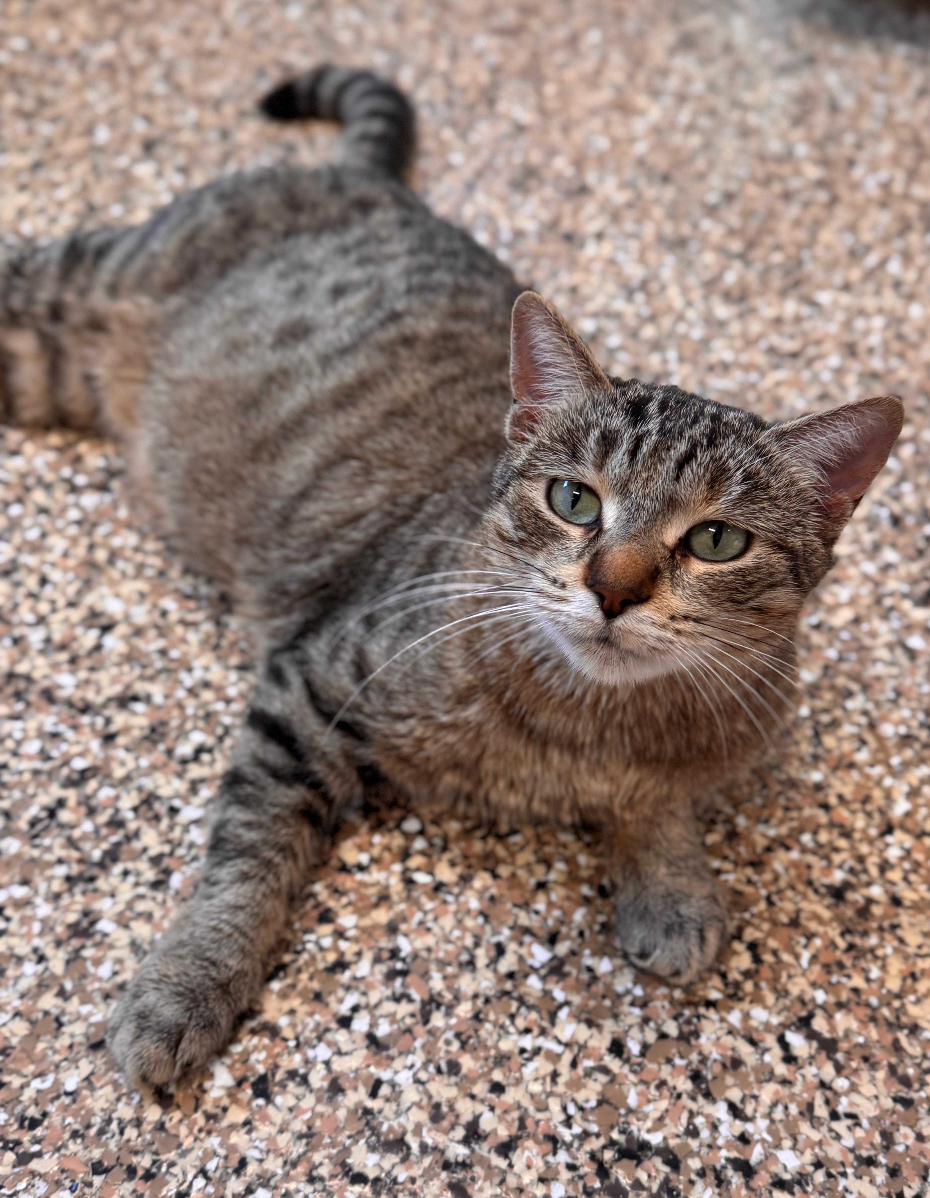 Enlarge Nellie, a ADOPTABLE Domestic Short Hair in Hackensack, MN image 3/5