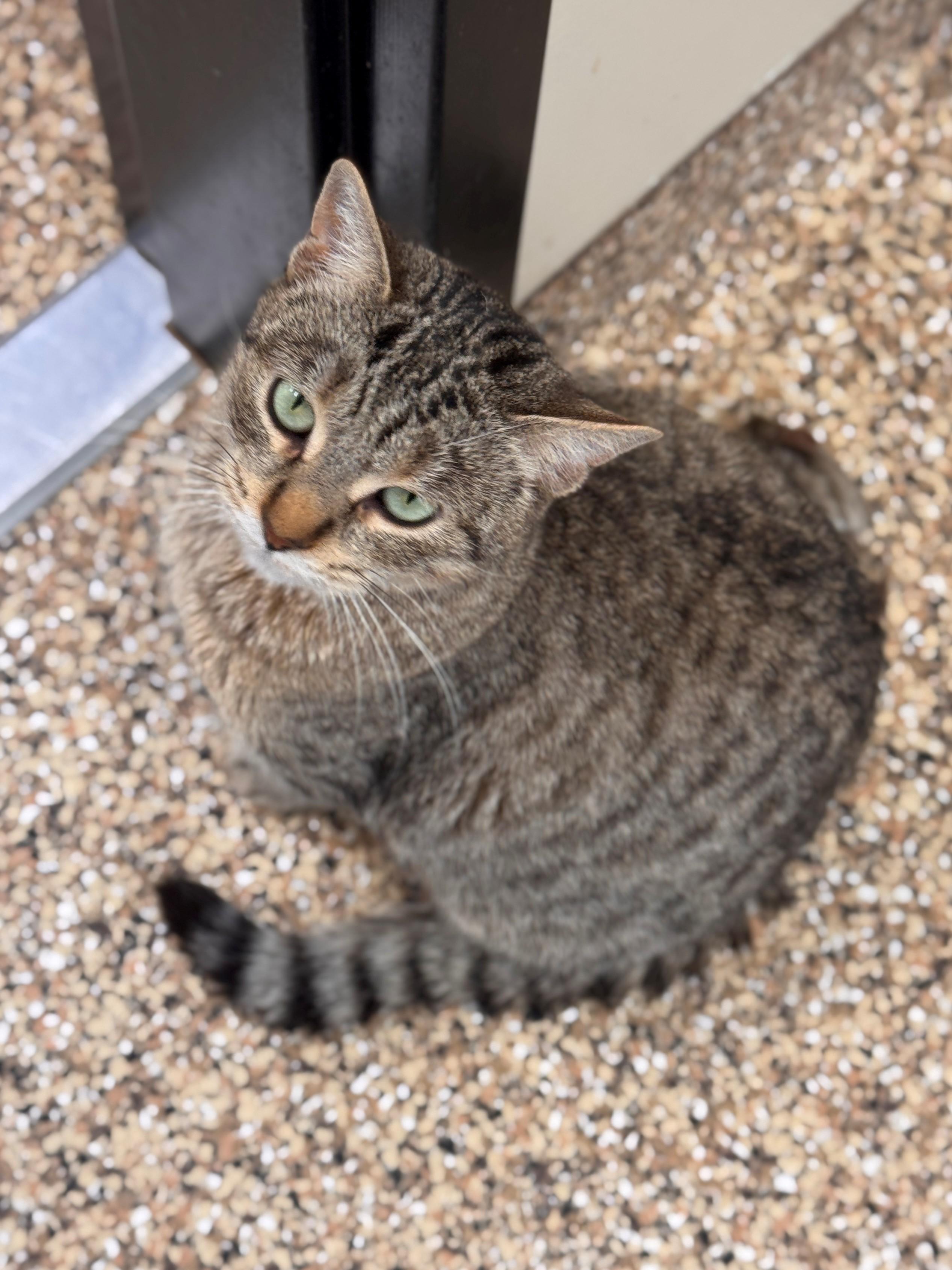 Nellie, ADOPTABLE, Adult Female Domestic Short Hair.