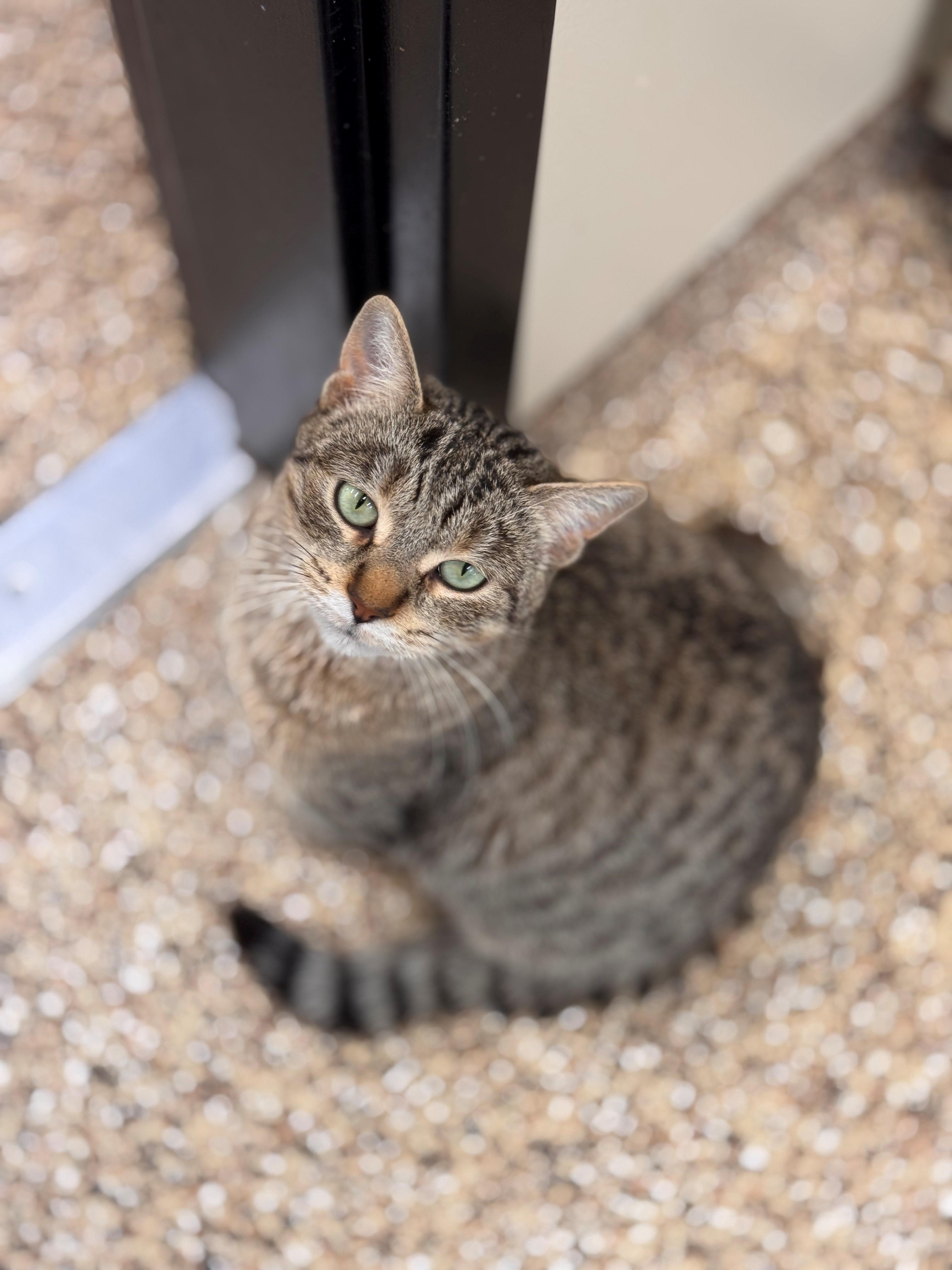 Enlarge Nellie, a ADOPTABLE Domestic Short Hair in Hackensack, MN image 4/5