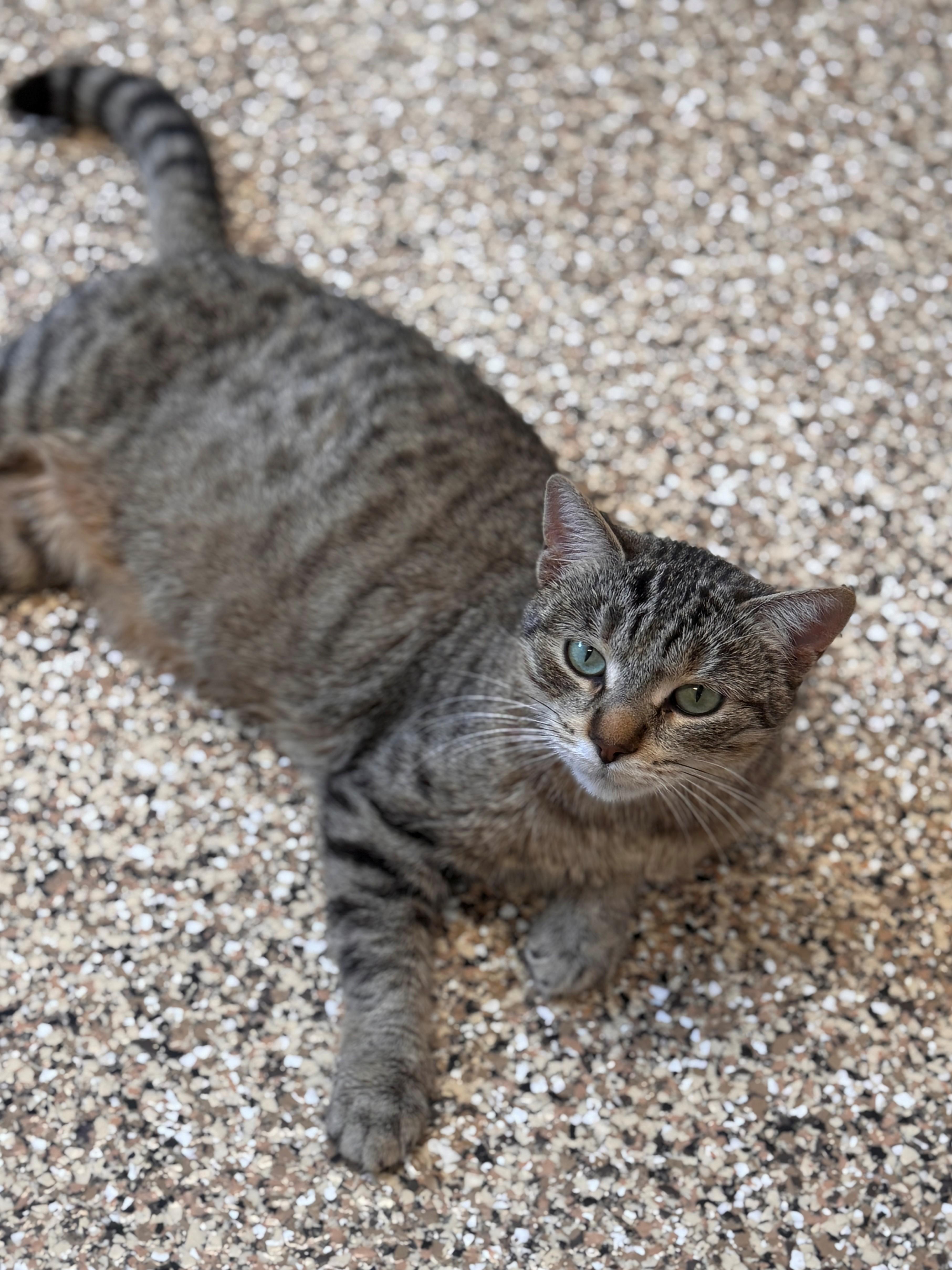 Enlarge Nellie, a ADOPTABLE Domestic Short Hair in Hackensack, MN image 5/5