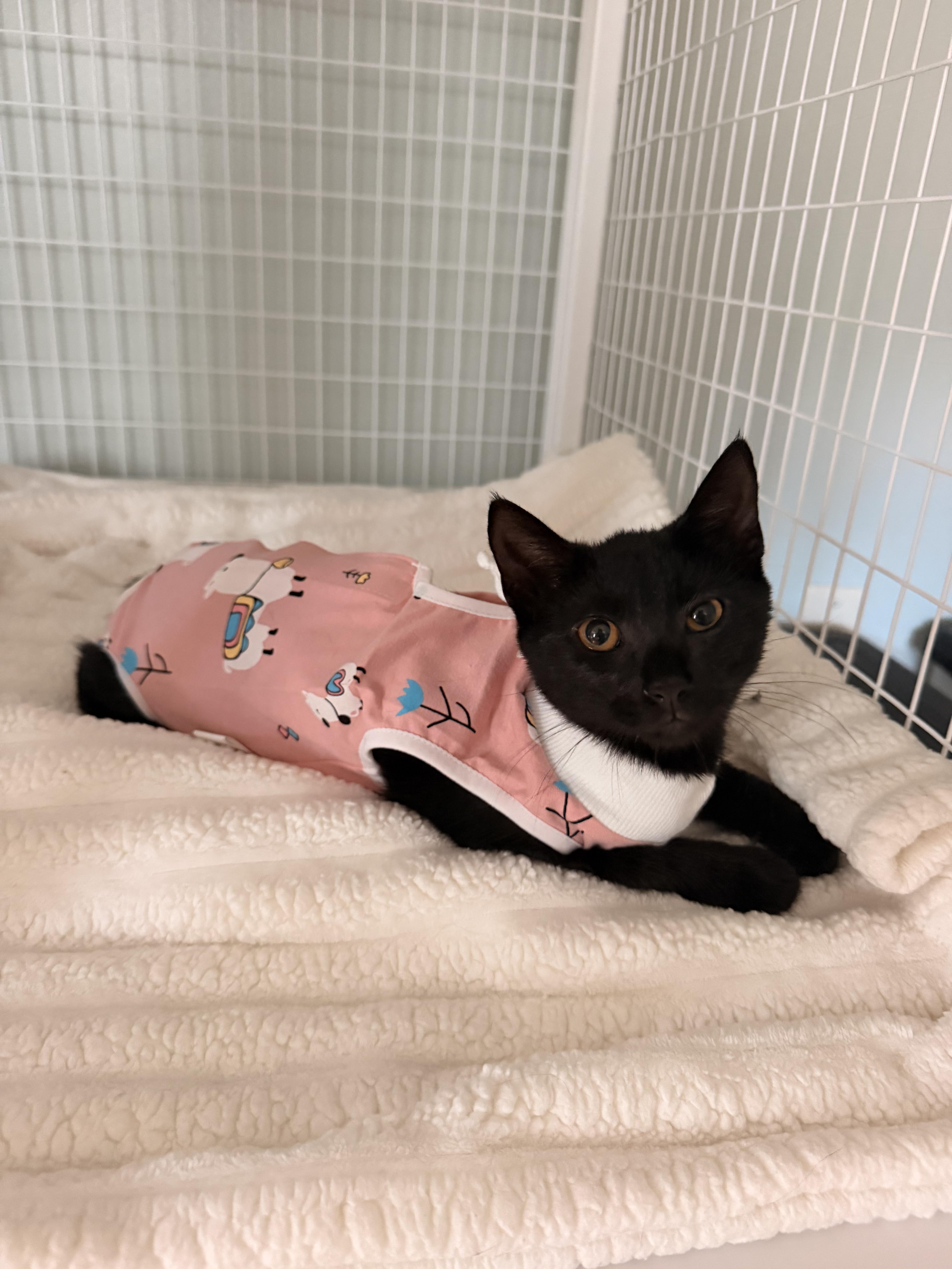 Enlarge Blackie, a ADOPTABLE Domestic Short Hair in Suffolk, VA image 1/1