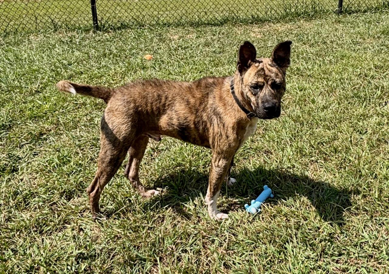 Teddy, a Adoptable mixed breed in Lebanon, TN image 3/6