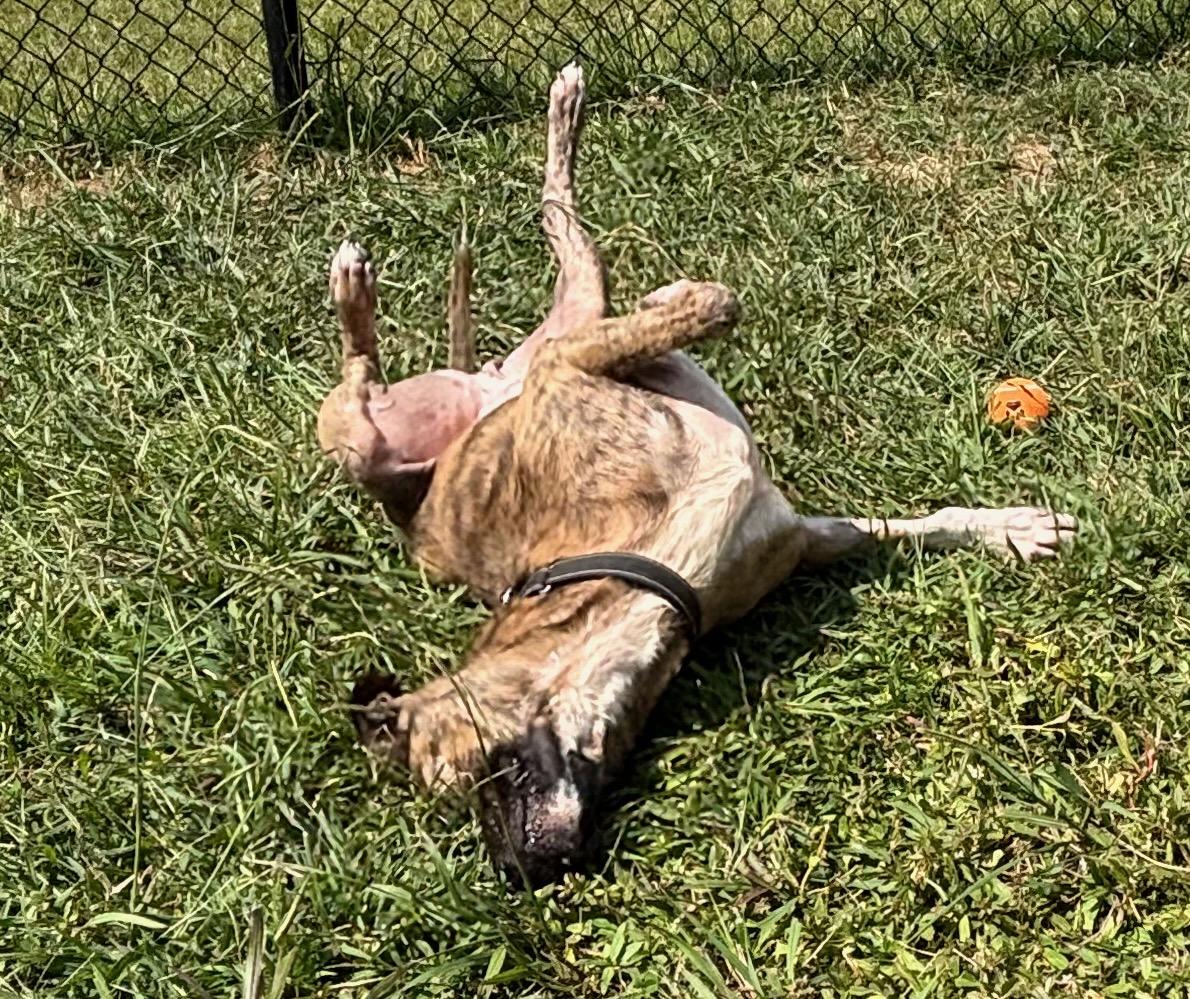 Teddy, a Adoptable mixed breed in Lebanon, TN image 6/6