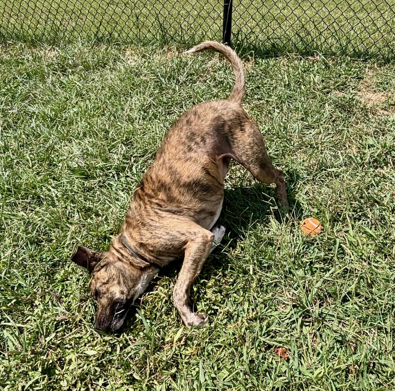 Teddy, a Adoptable mixed breed in Lebanon, TN image 4/6