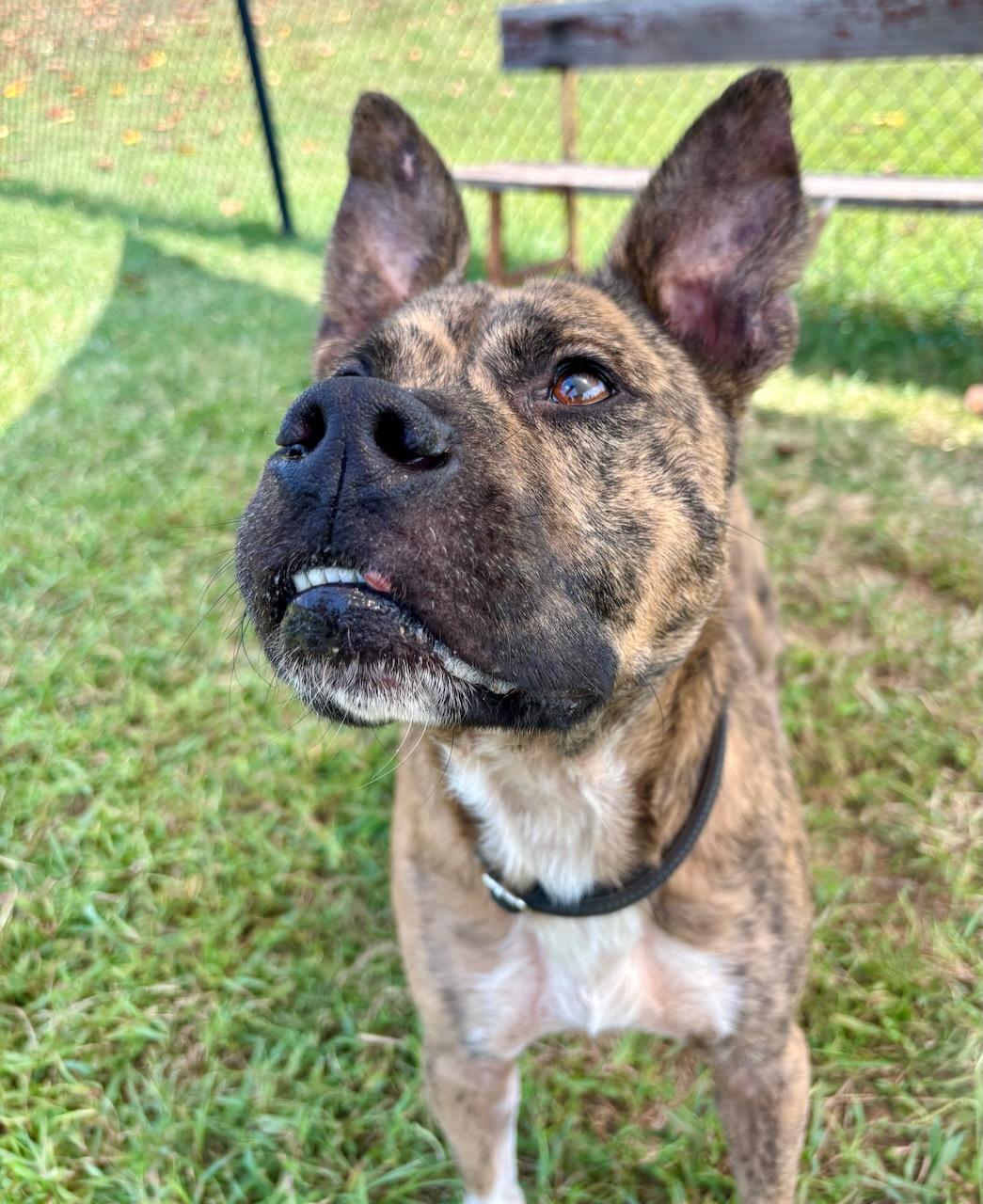 Teddy, a Adoptable mixed breed in Lebanon, TN image 1/6