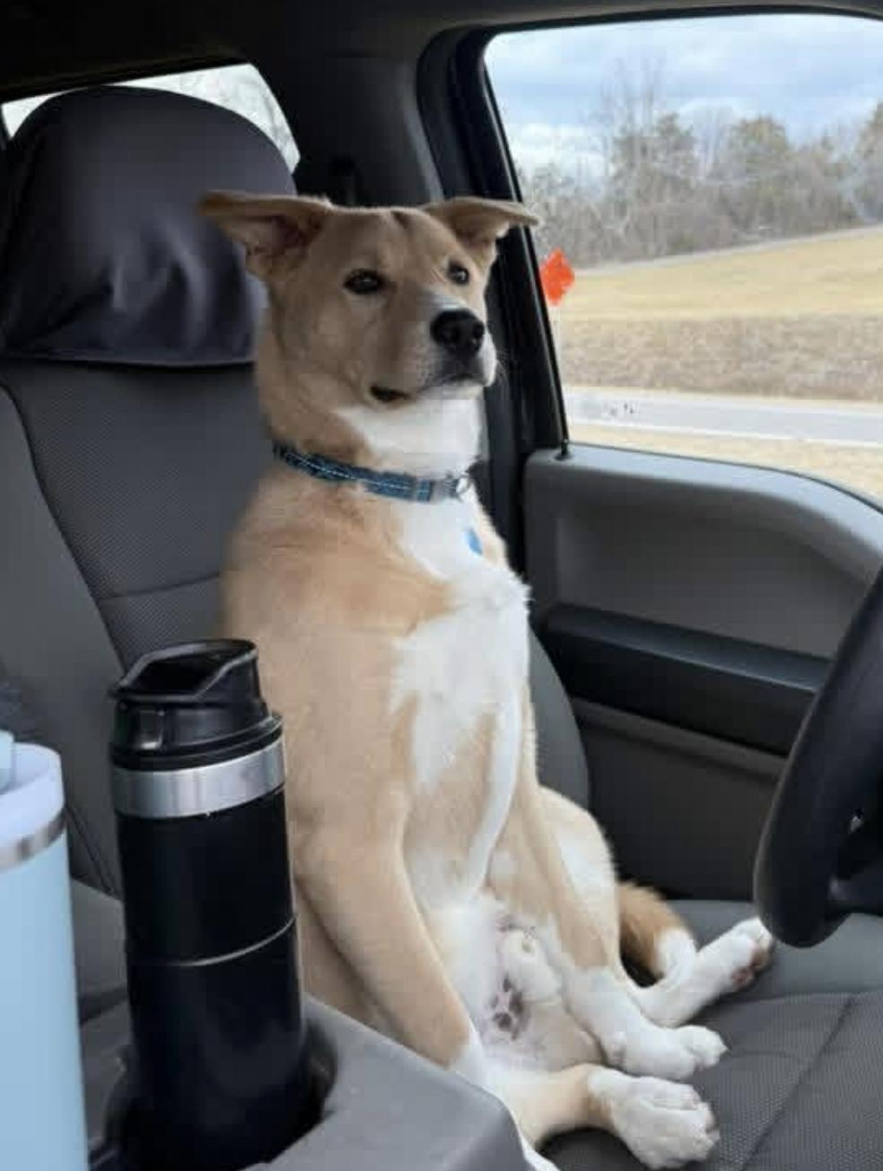 Awesome, ADOPTABLE, Young Male Husky & Labrador Retriever.
