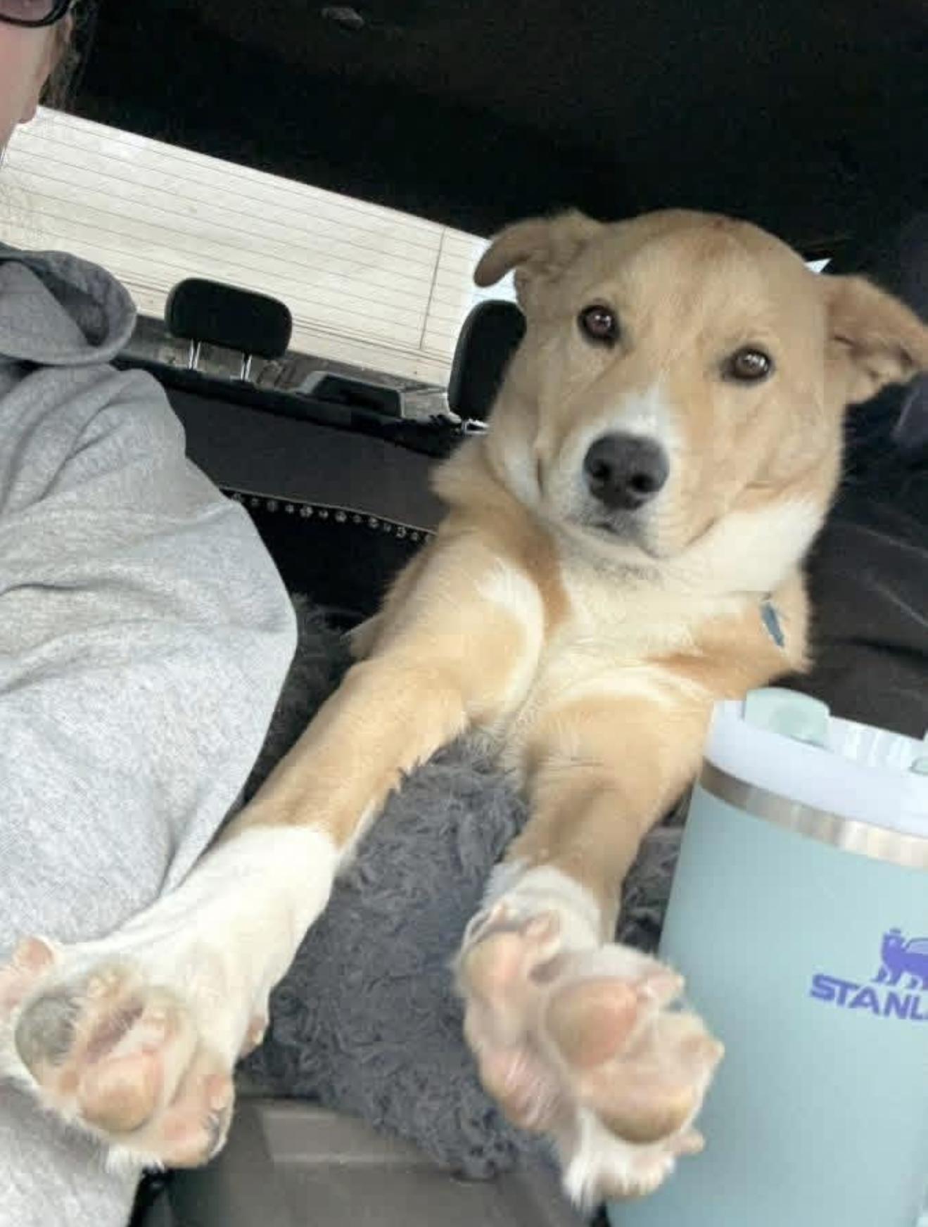 Enlarge Awesome, a ADOPTABLE mixed breed in Allentown, PA image 6/6