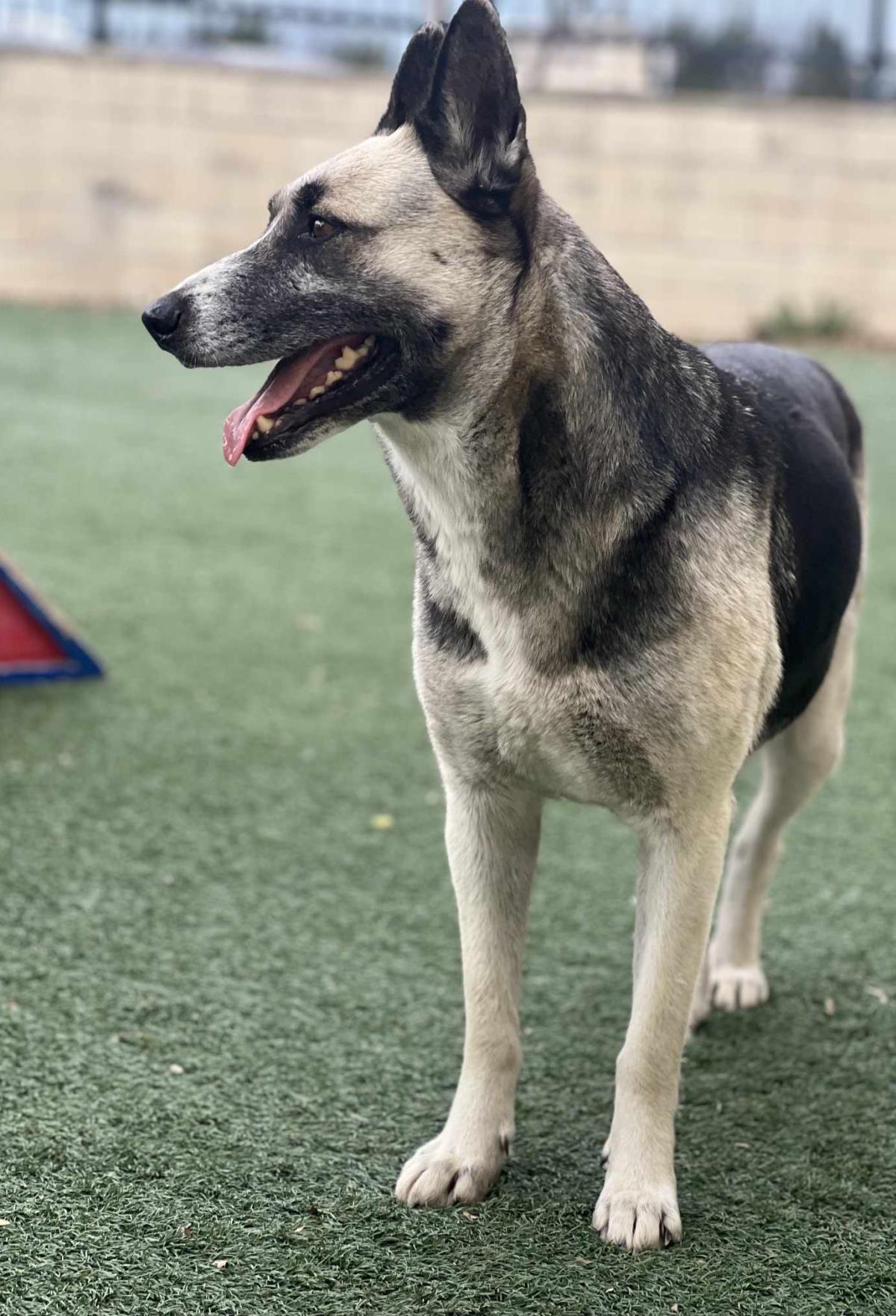 Delilah, Adoptable, Adult Female German Shepherd Dog.