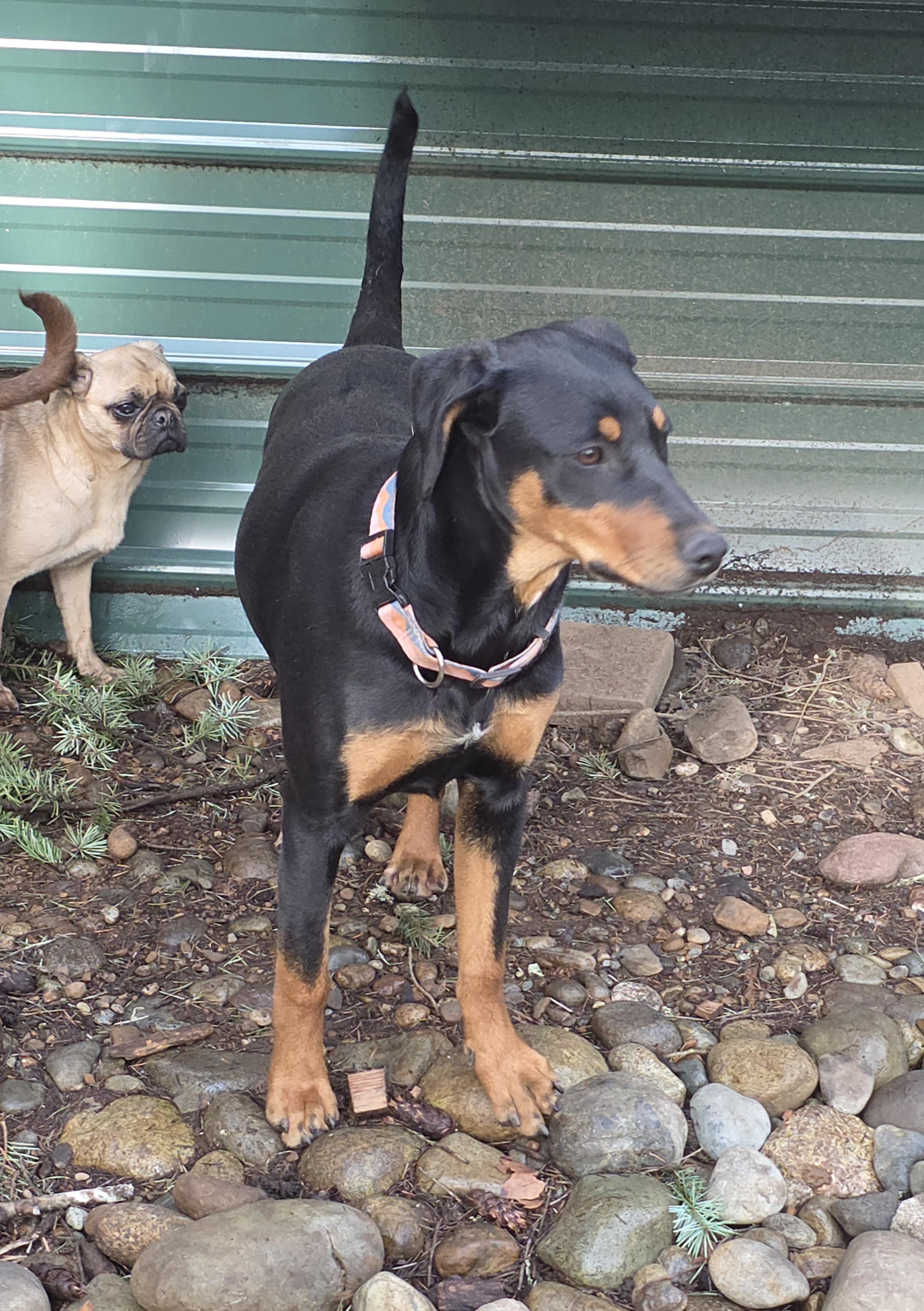Enlarge Pinky, an adopted mixed breed in Port Angeles, WA image 2/3