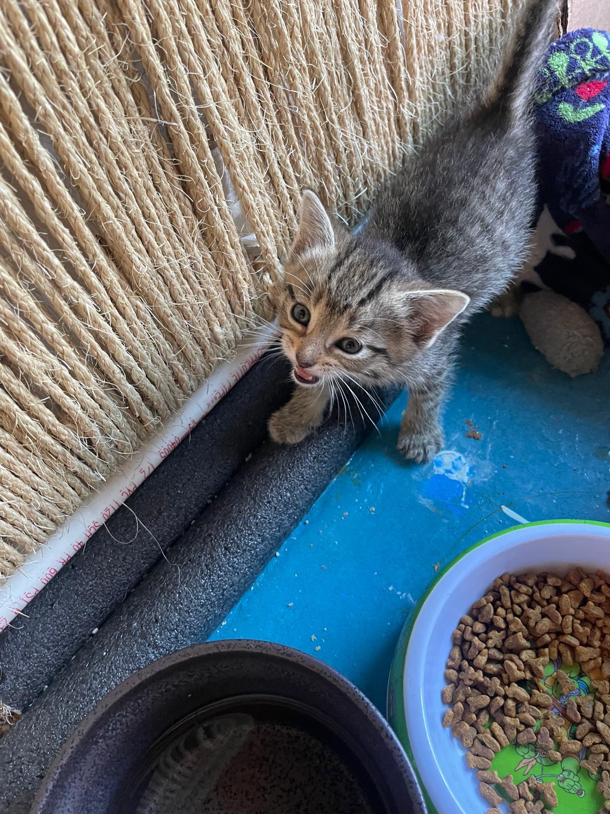 Cheeta, Adoptable, Kitten Female Tabby.