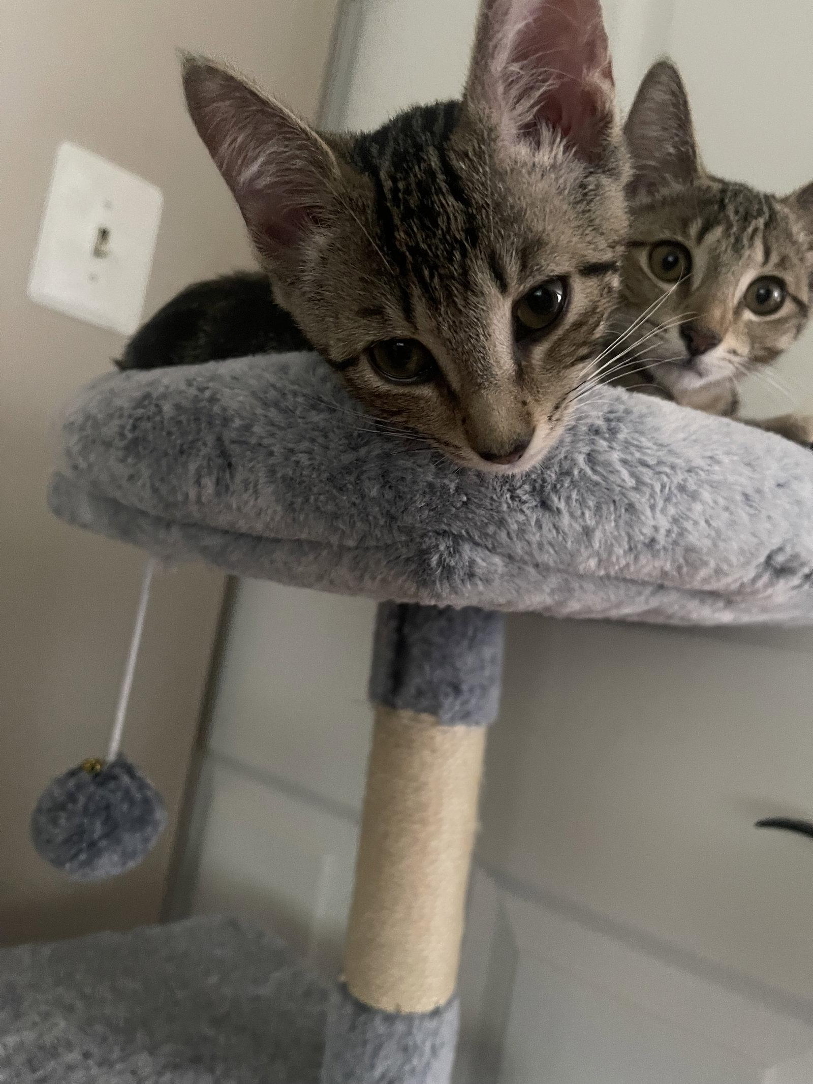 Cheeta, a Adoptable Tabby in Flint Hill, VA image 2/3